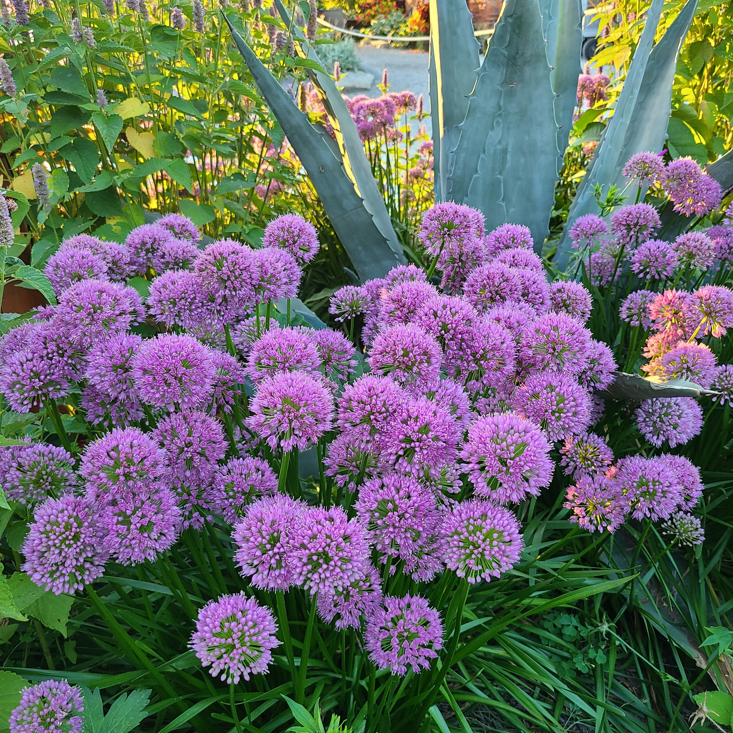 Allium 'Millenium' - Image 3