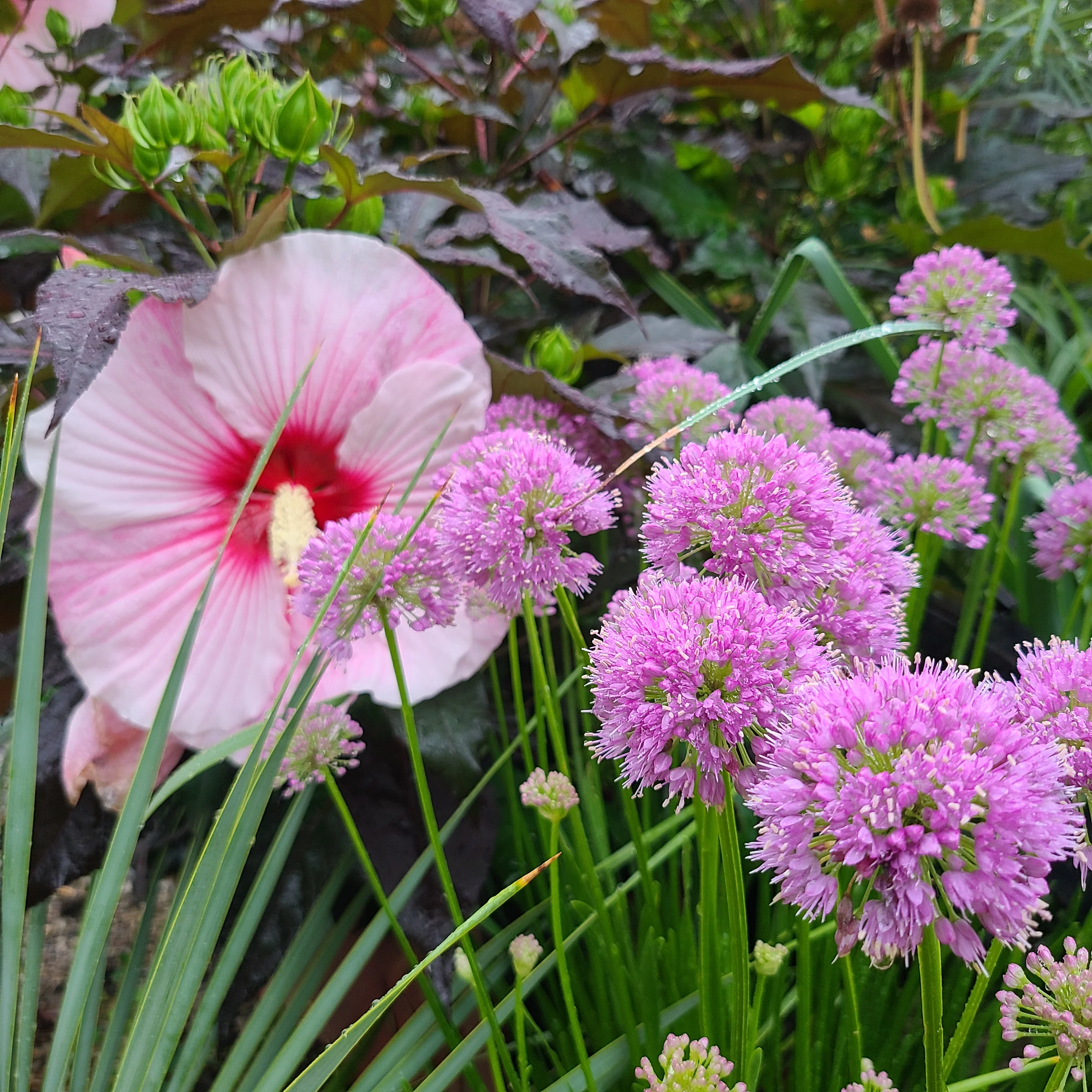 Allium 'Millenium' - Image 4