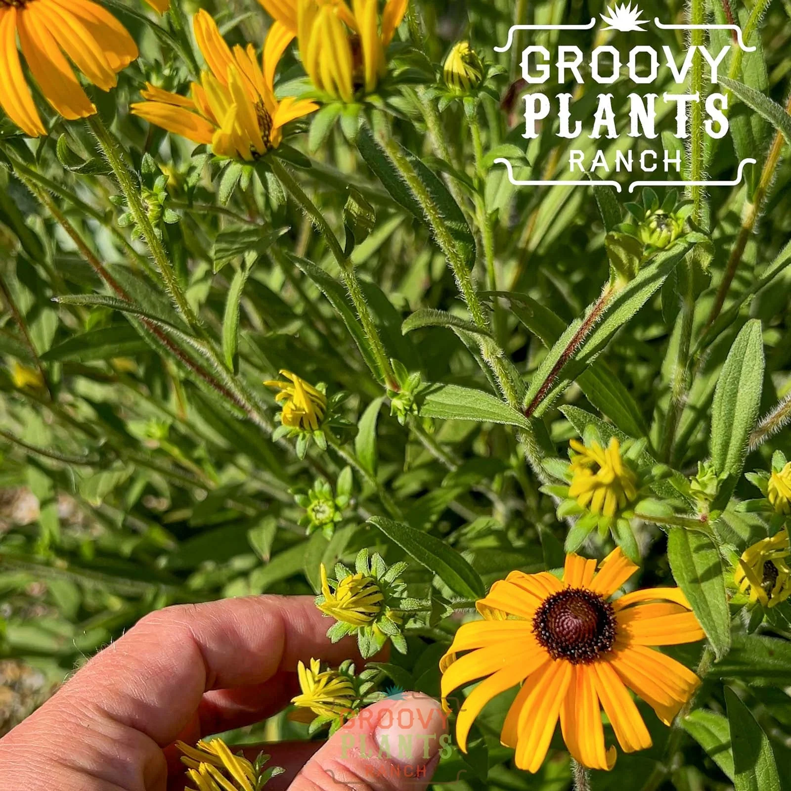 Rudbeckia 'American Gold Rush' - Image 3