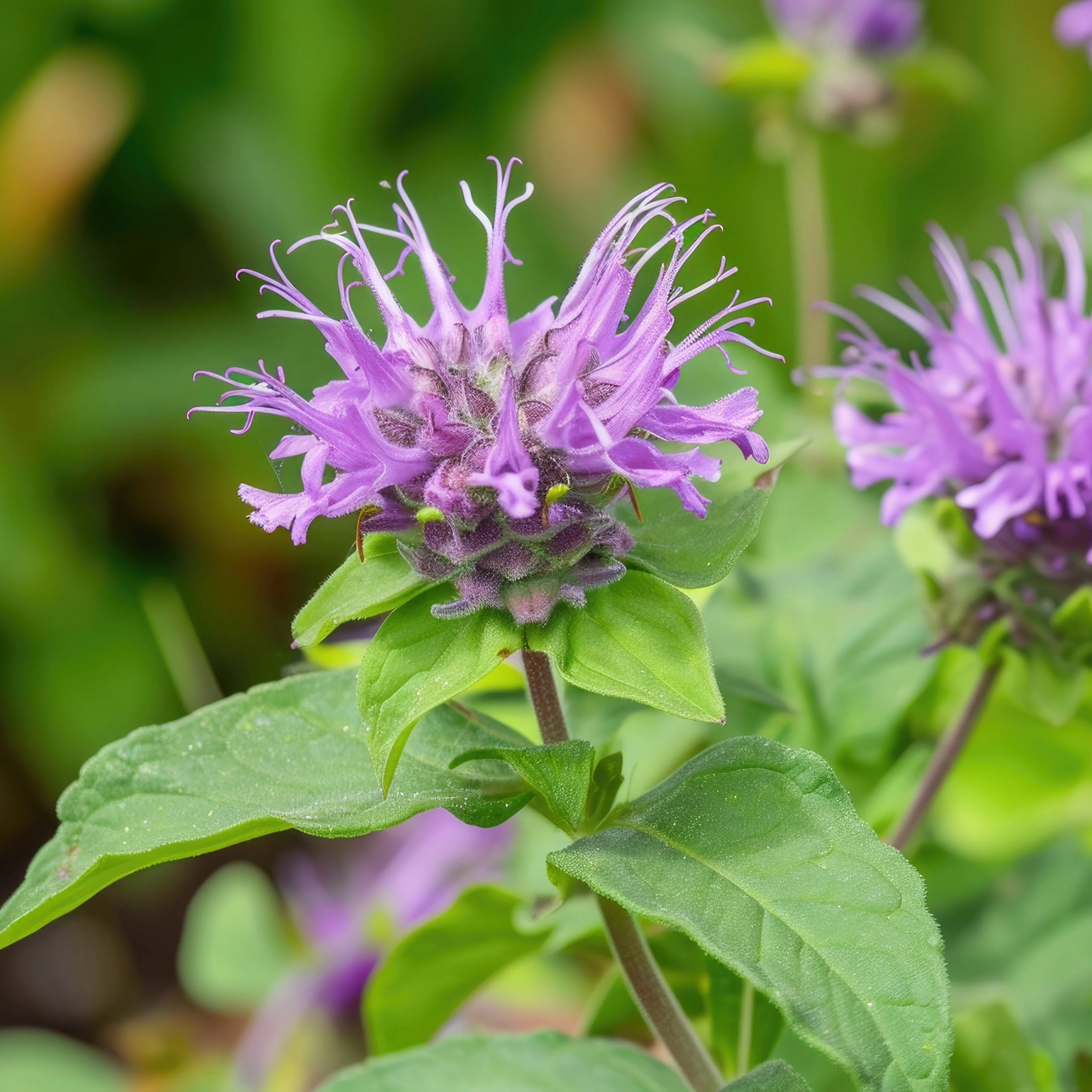 Bee Balm Wild Bergamot ~ Trio of 3 Hefty Plants for Preorder - Image 3