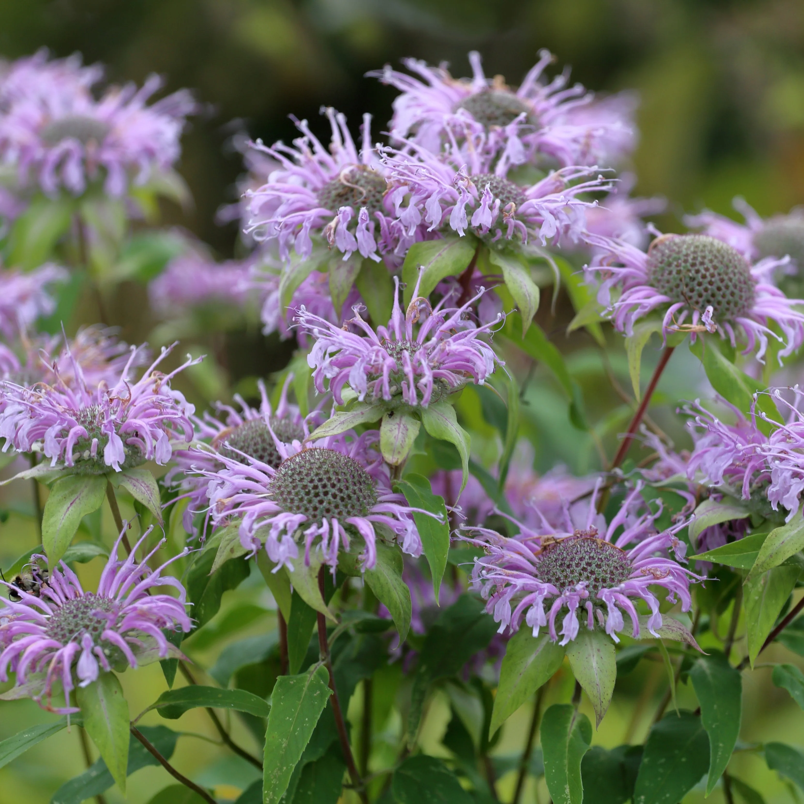 Bee Balm Wild Bergamot ~ Trio of 3 Hefty Plants for Preorder - Image 5