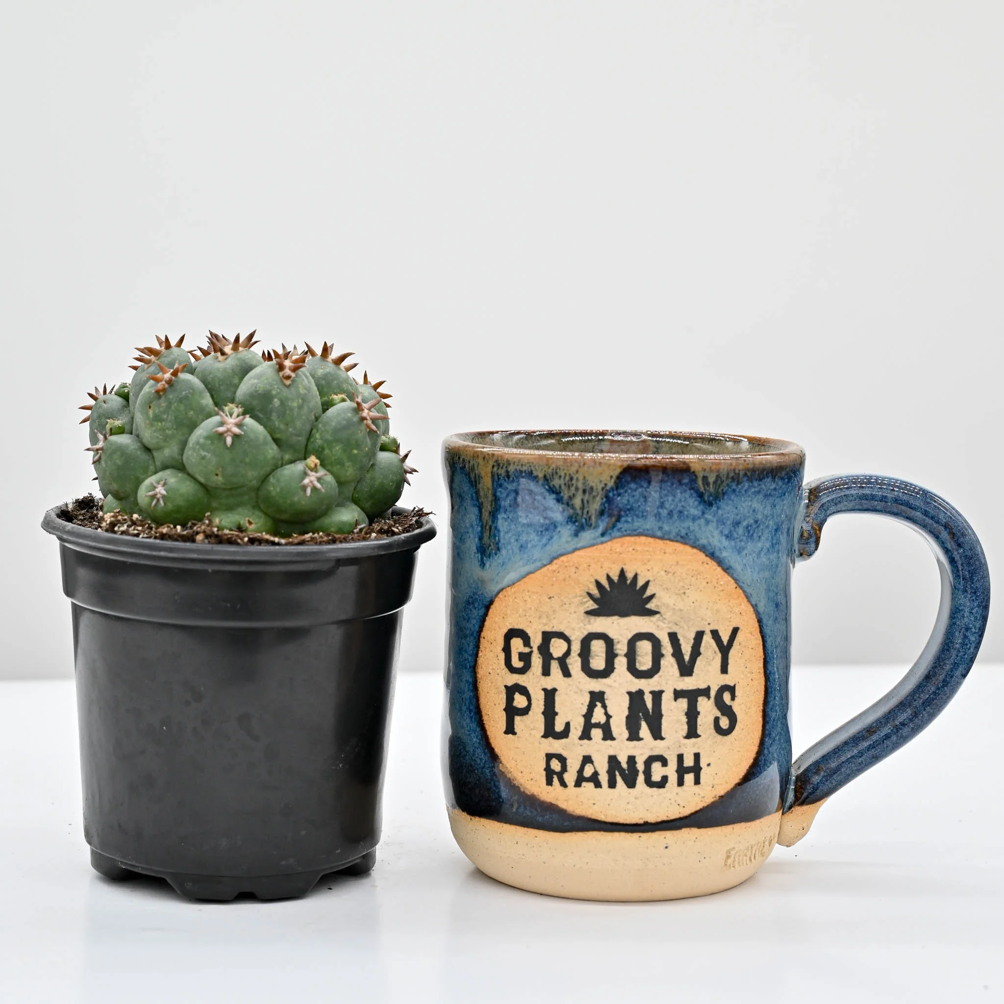 Beehive Cactus | Coryphantha elephantidens - Image 3
