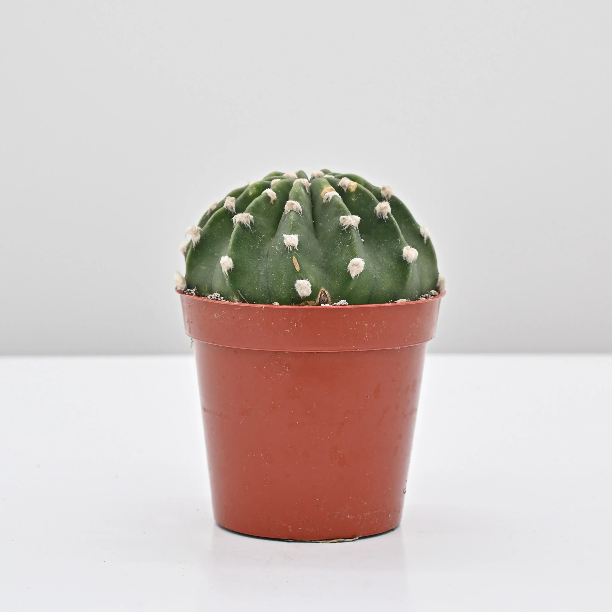 Domino Cactus | Echinopsis subdenudata - Image 3