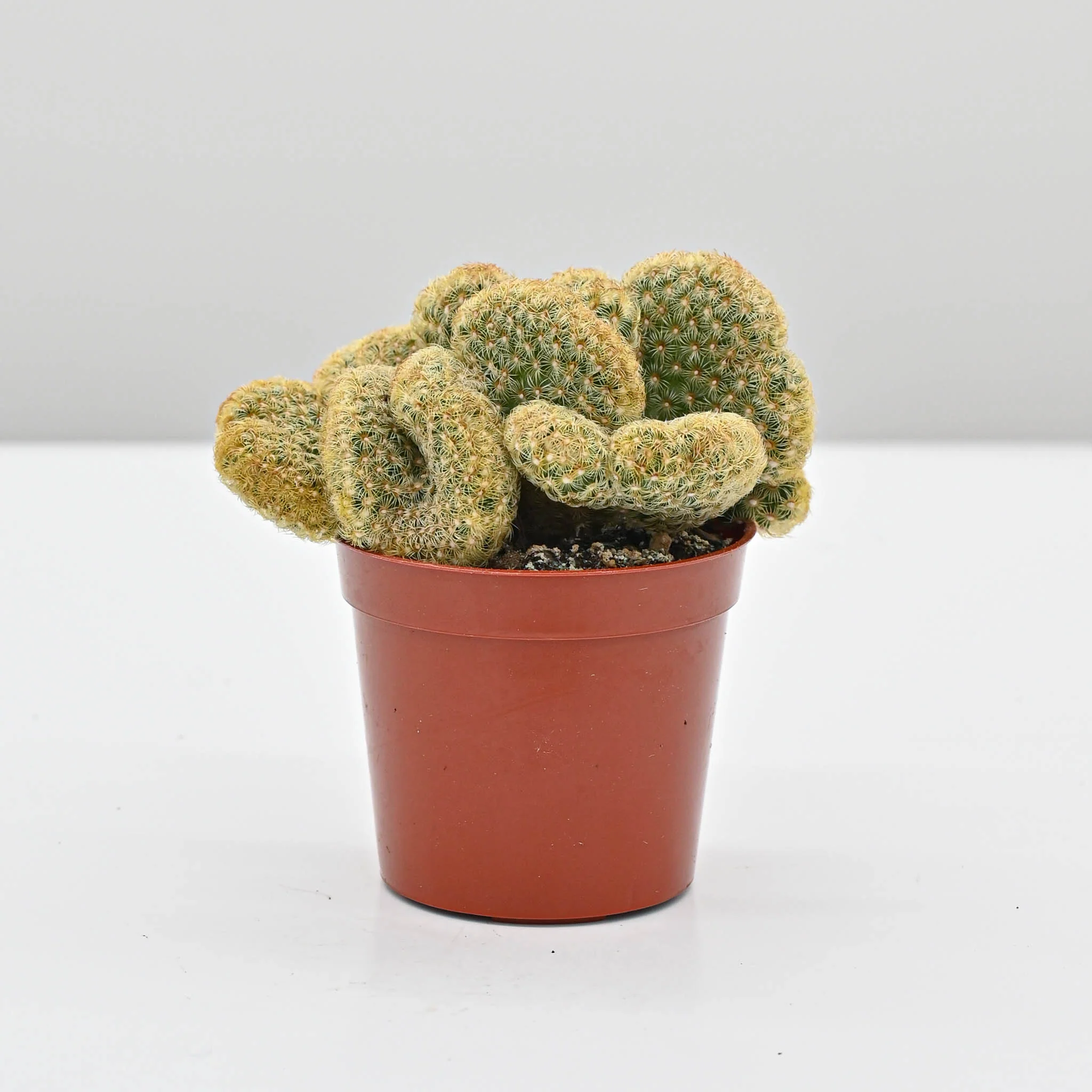 Brain Cactus | Mammillaria elongata cristata - Image 3