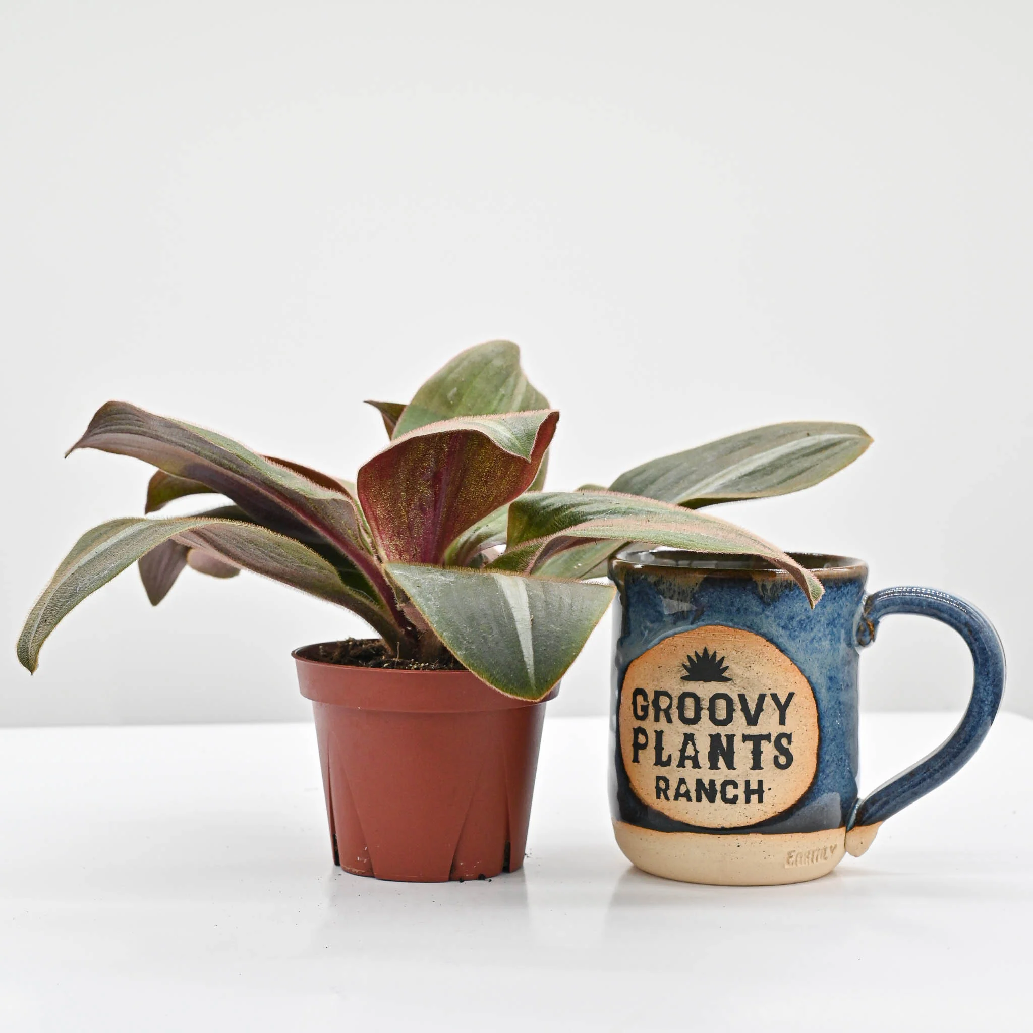 Brown Spiderwort, Bear's Ears | Siderasis Fuscata - Image 3