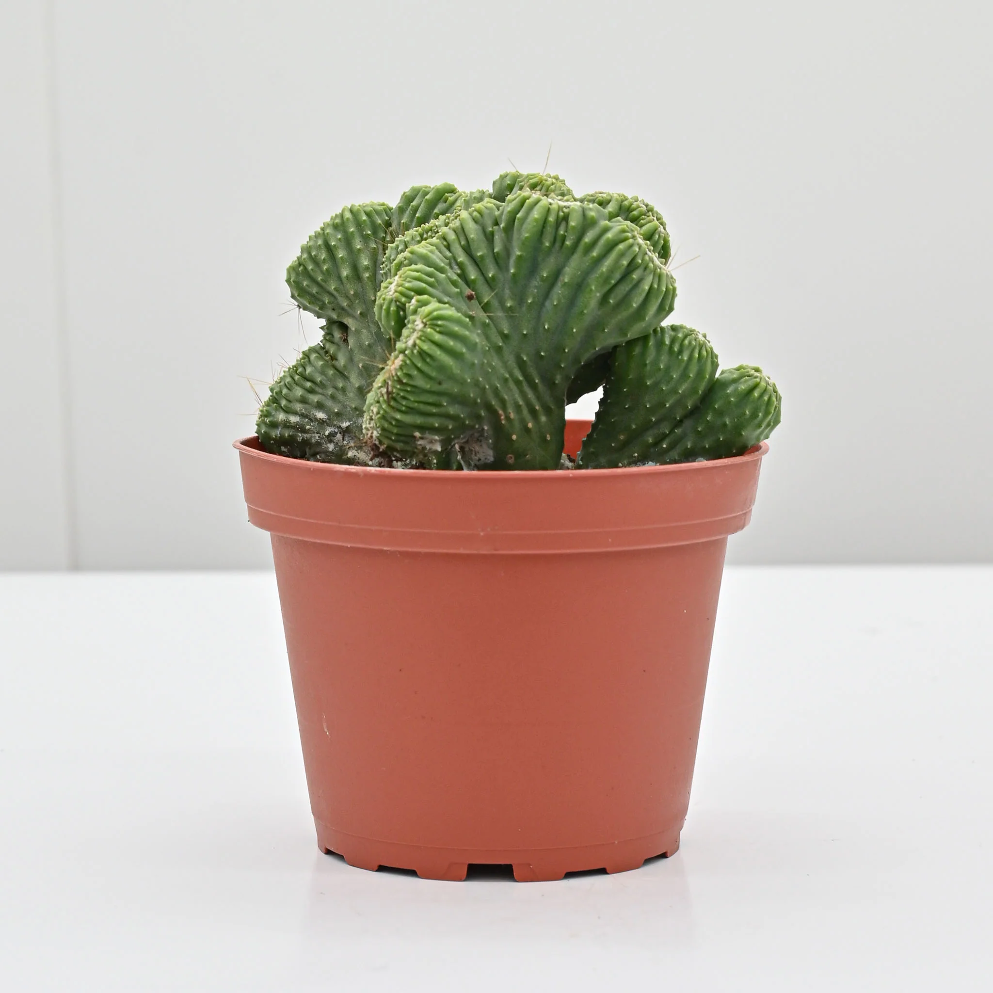 Crested Peruvian Apple Cactus | Cereus Peruvianus 'Monstrosus' Crested - Image 3