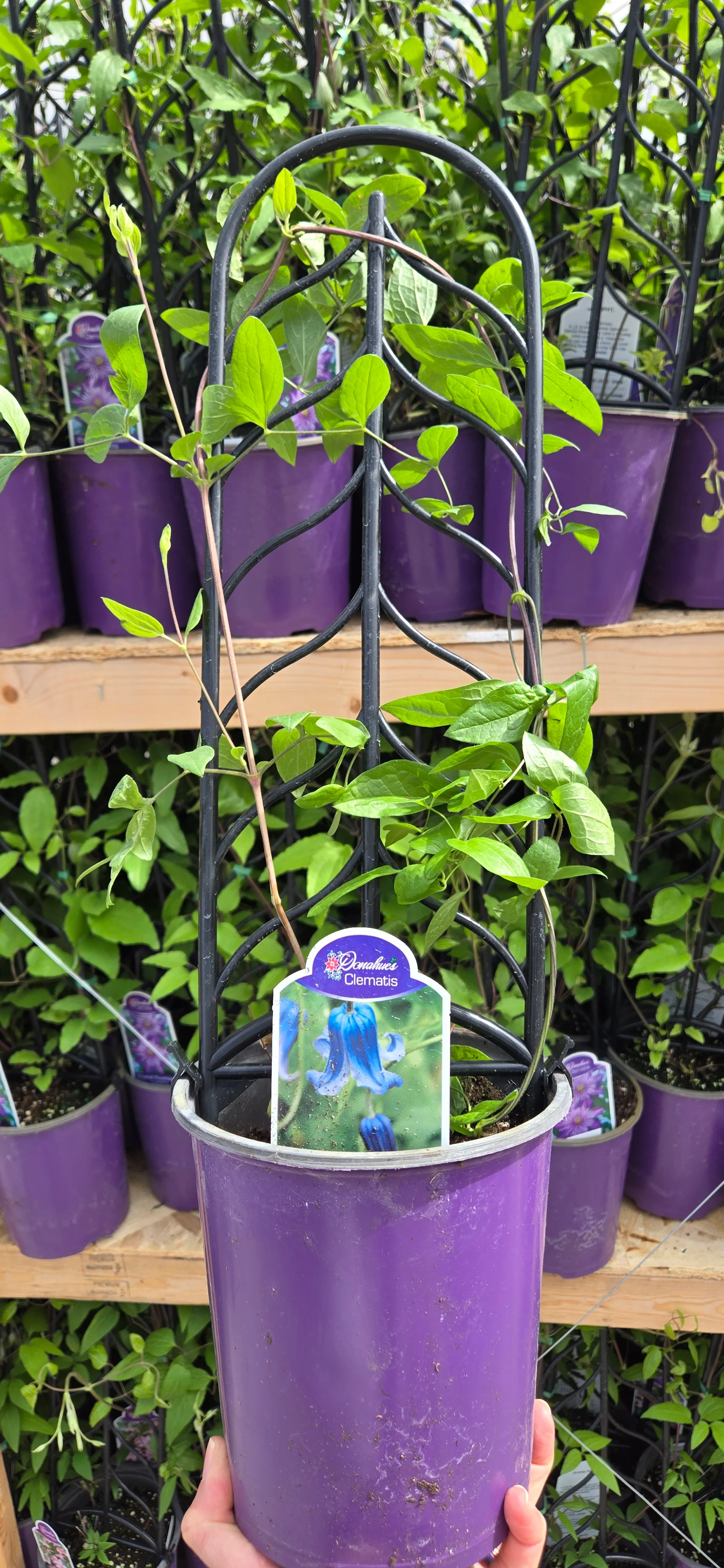 Clematis 'Roguchi' - Image 3