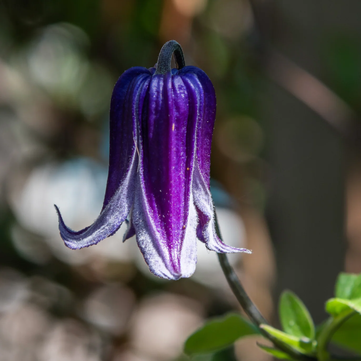 Clematis 'Roguchi' - Image 4