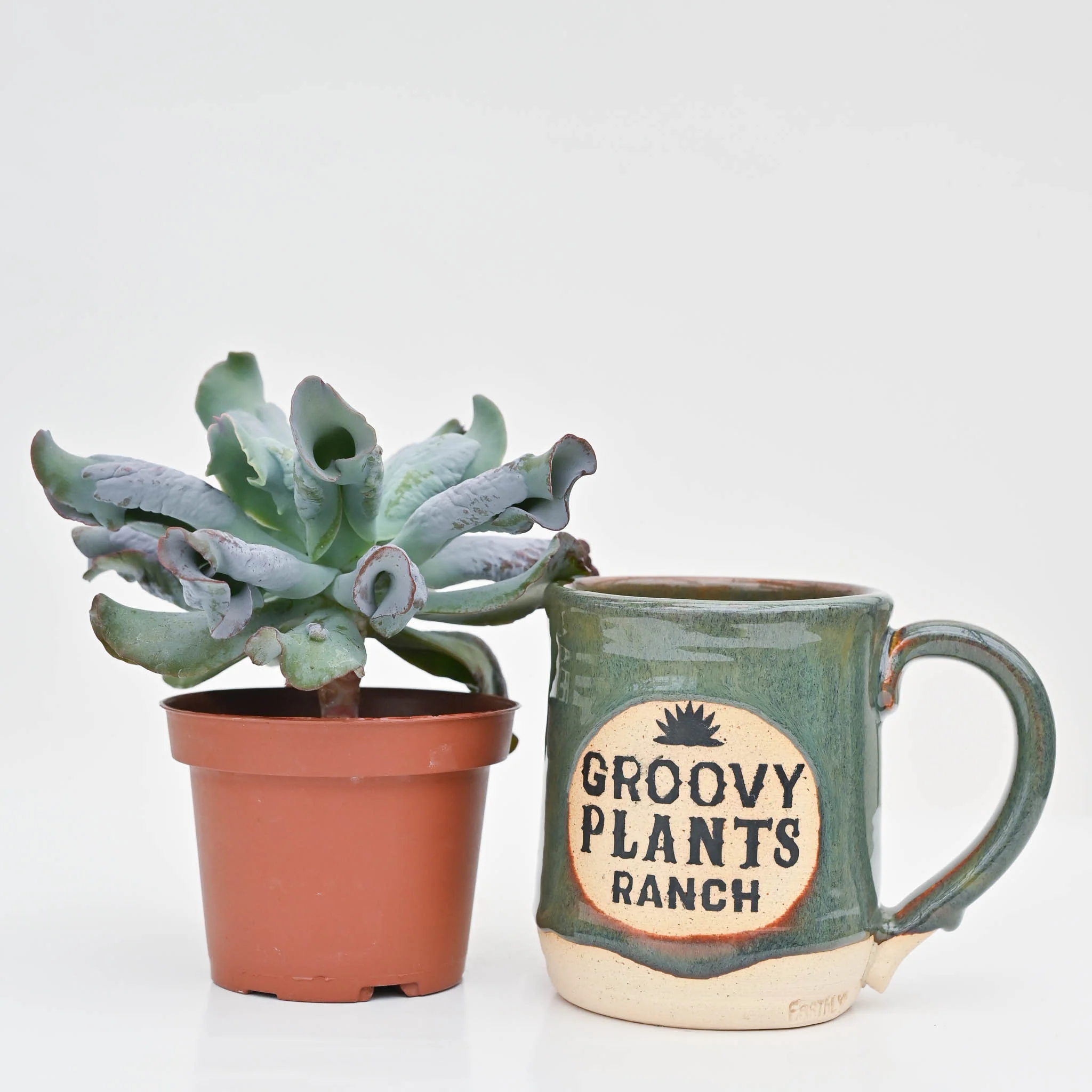 Echeveria 'Culibra' - Image 3