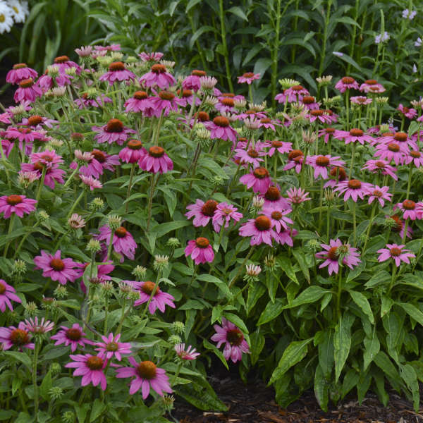 Echinacea 'Wild Berry' - Image 3