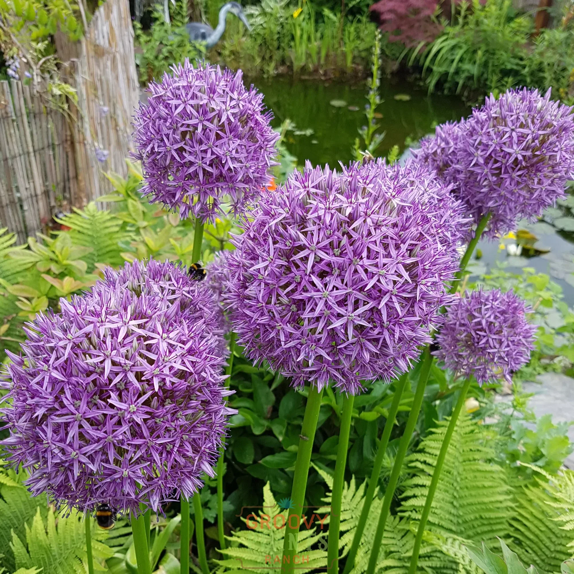 Allium 'Globemaster' - Image 3