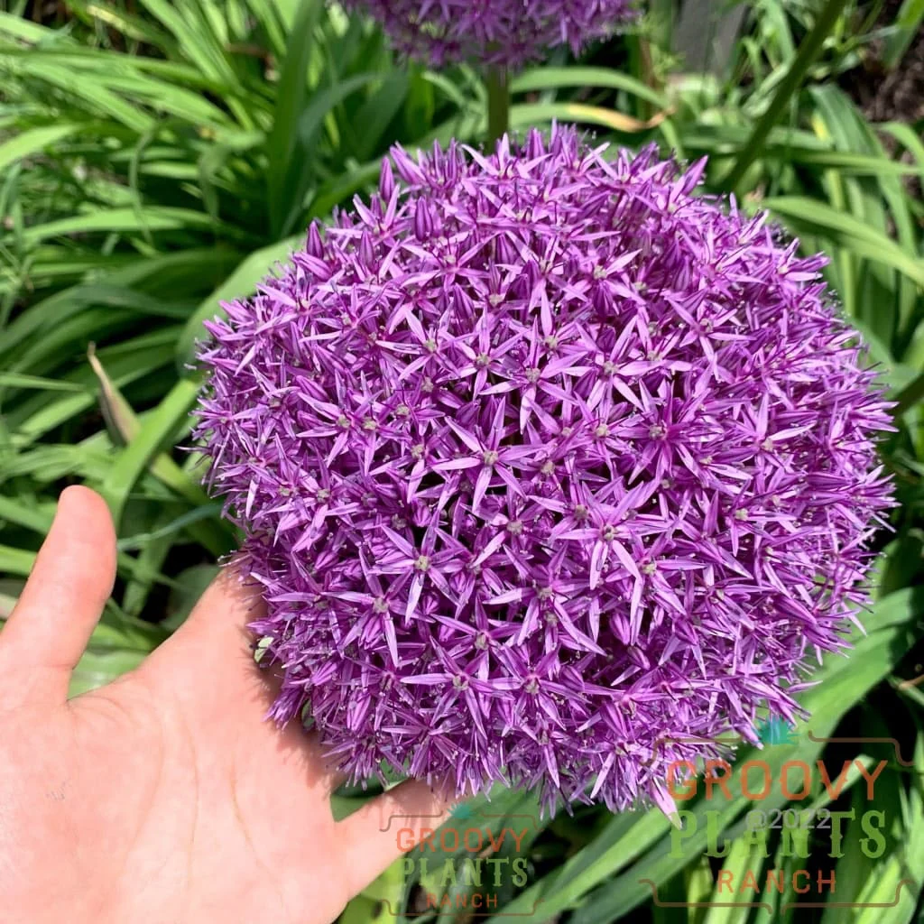 Allium 'Globemaster' - Image 4