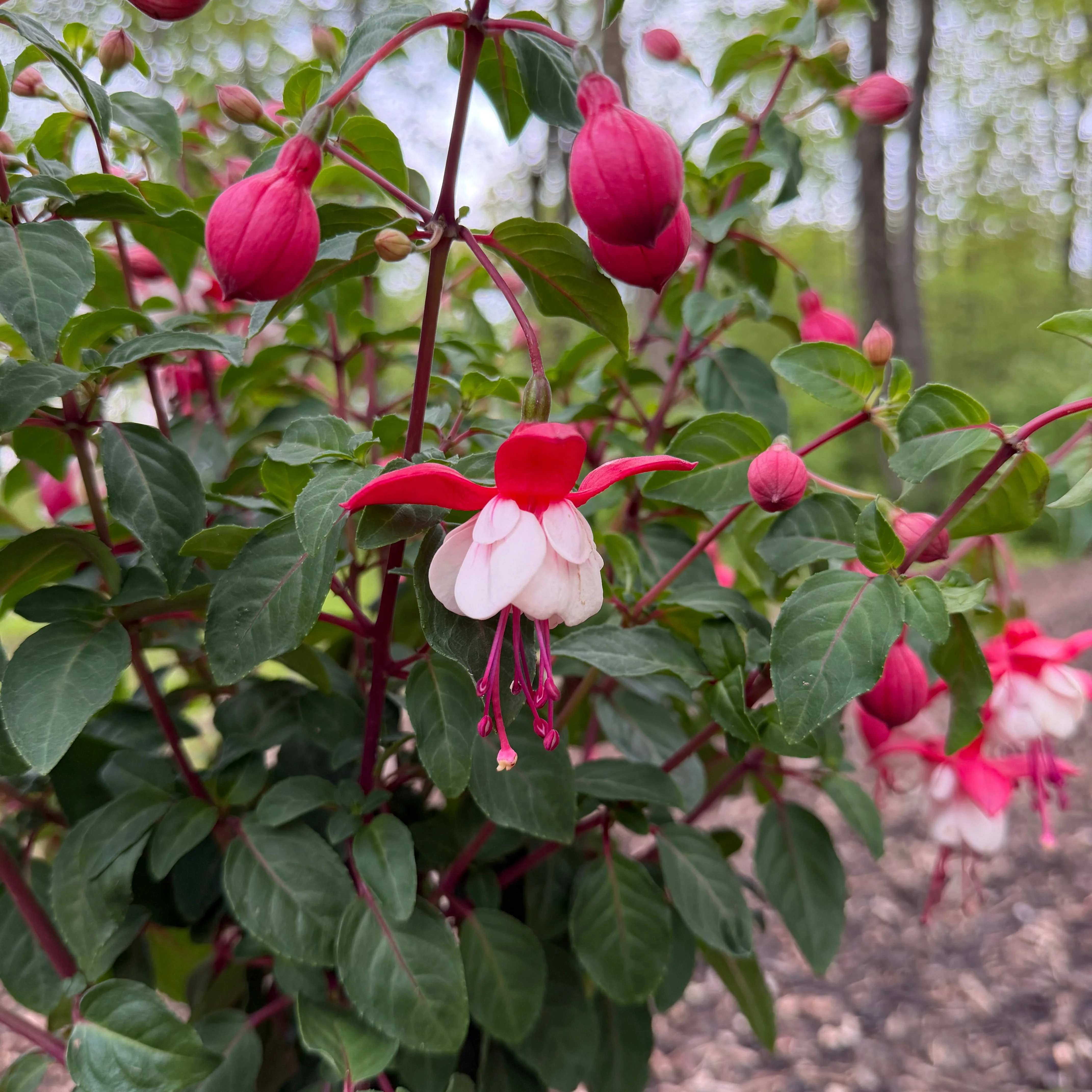 Limited Release Plants