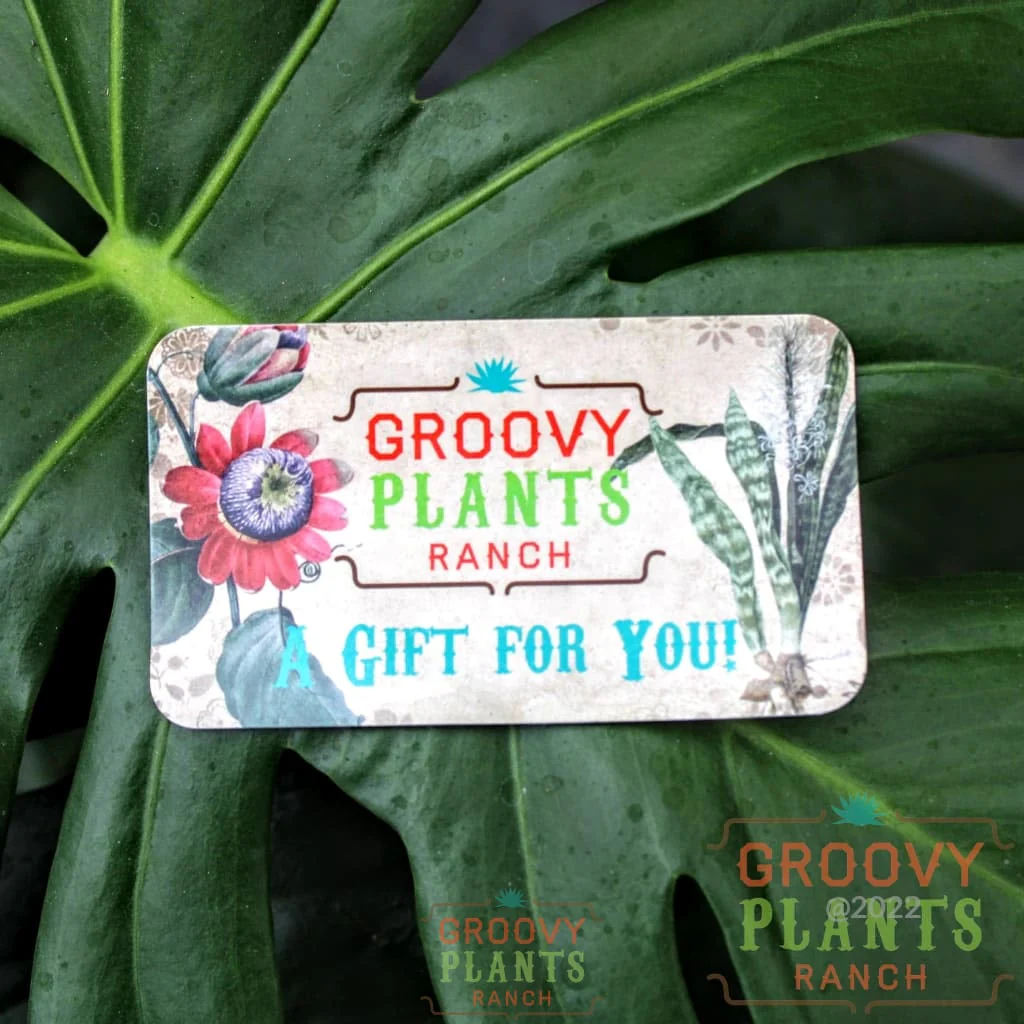 Digital Gift Card | Gift Certificate - Image 3
