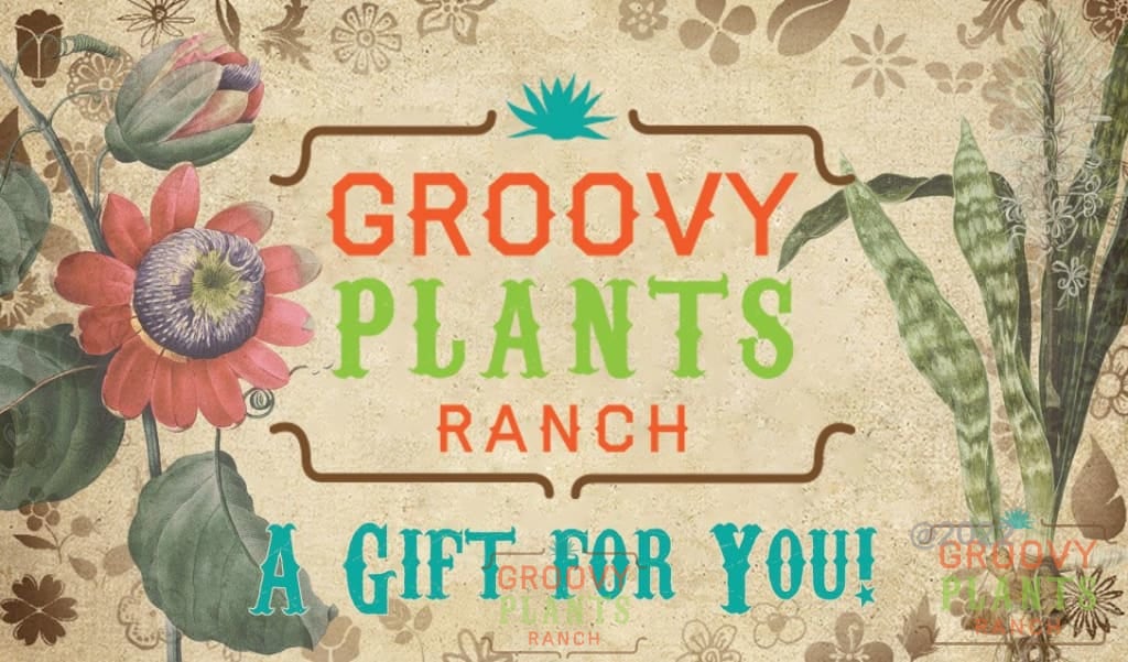 Digital Gift Card | Gift Certificate - Image 4