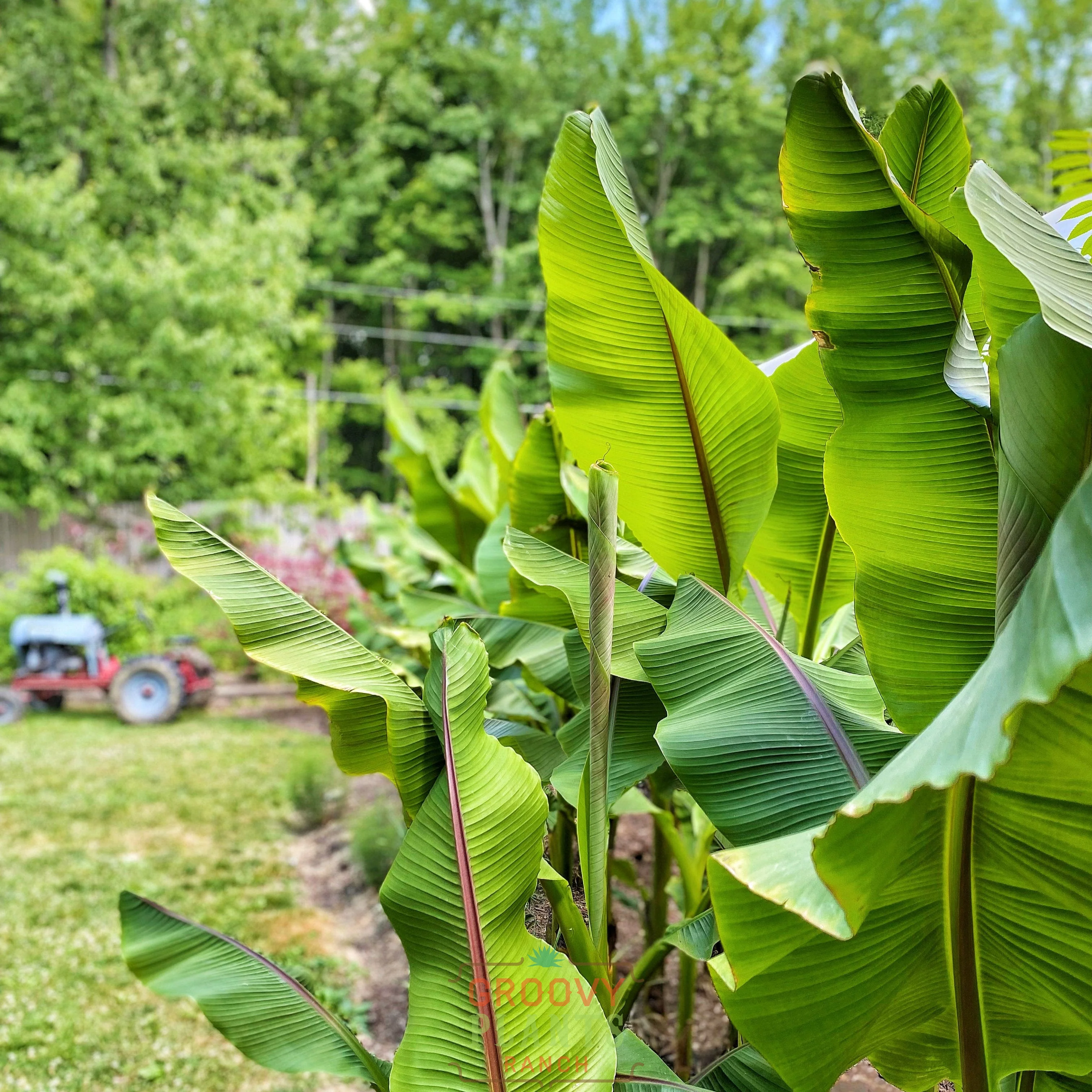 Ohio Winter Hardy Banana ~ Whole Grove of 9 Hefty Plants for Preorder - Image 3