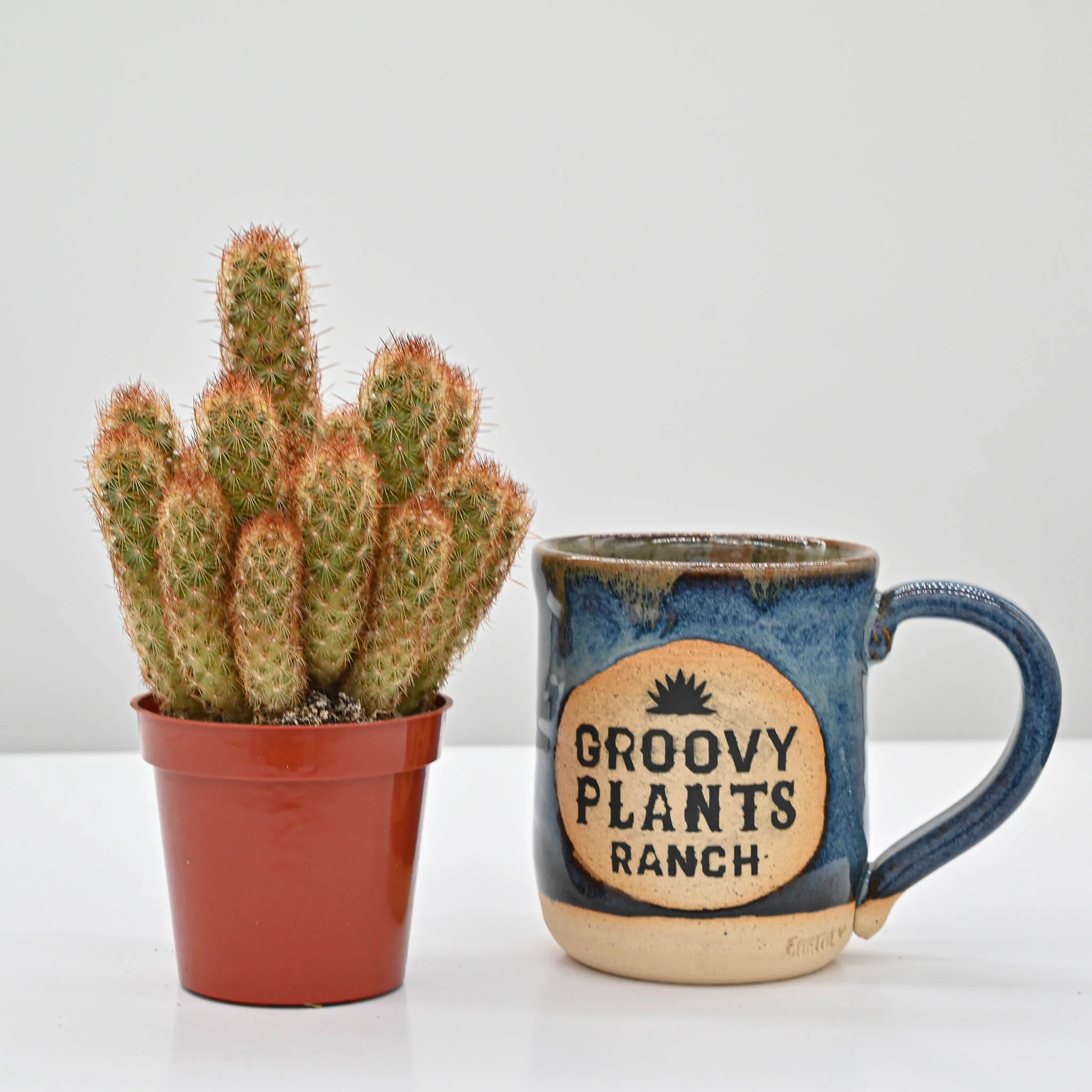 Lady Finger Cactus | Mammillaria elongata - Image 3