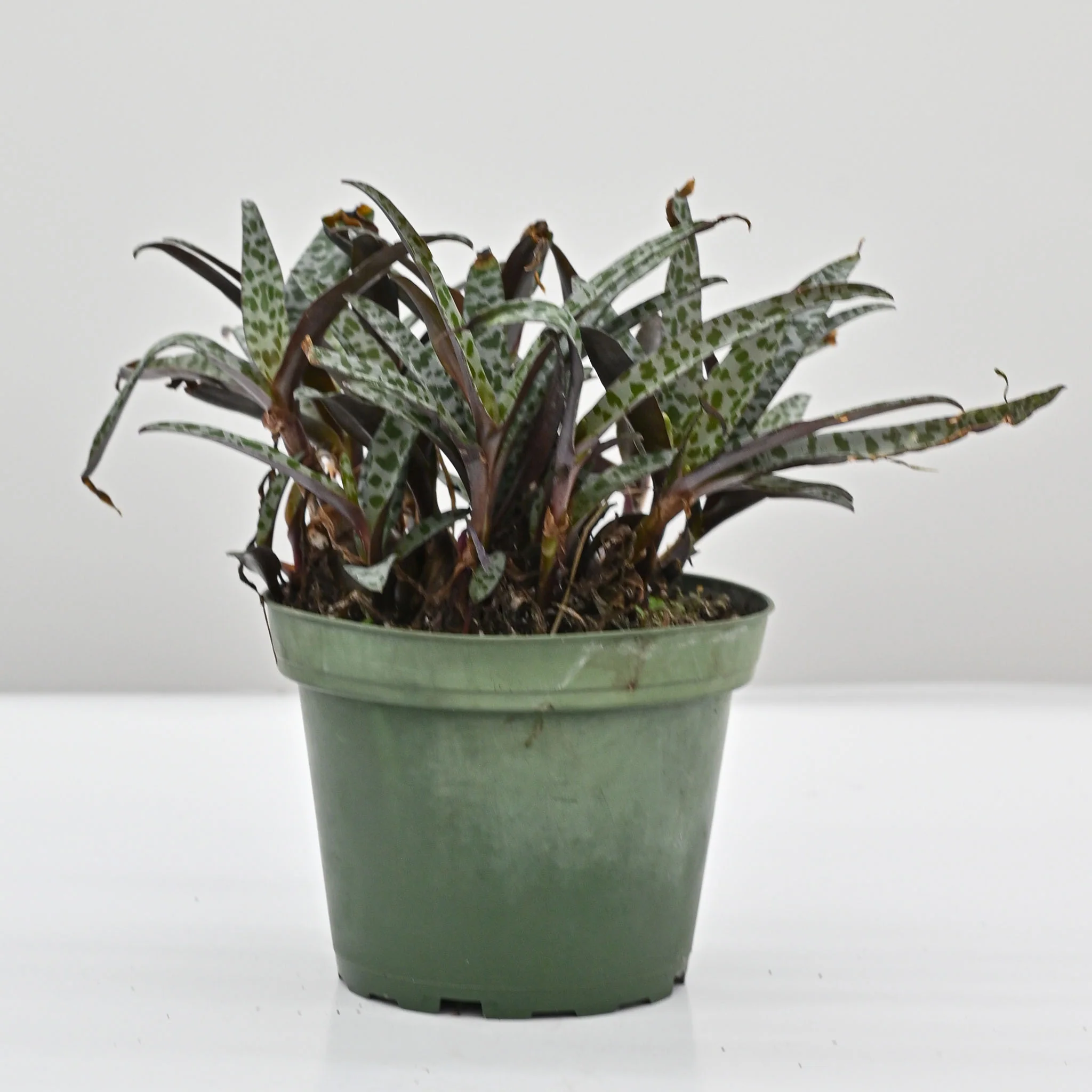 Leopard Lily | Ledebouria Socialis - Image 3