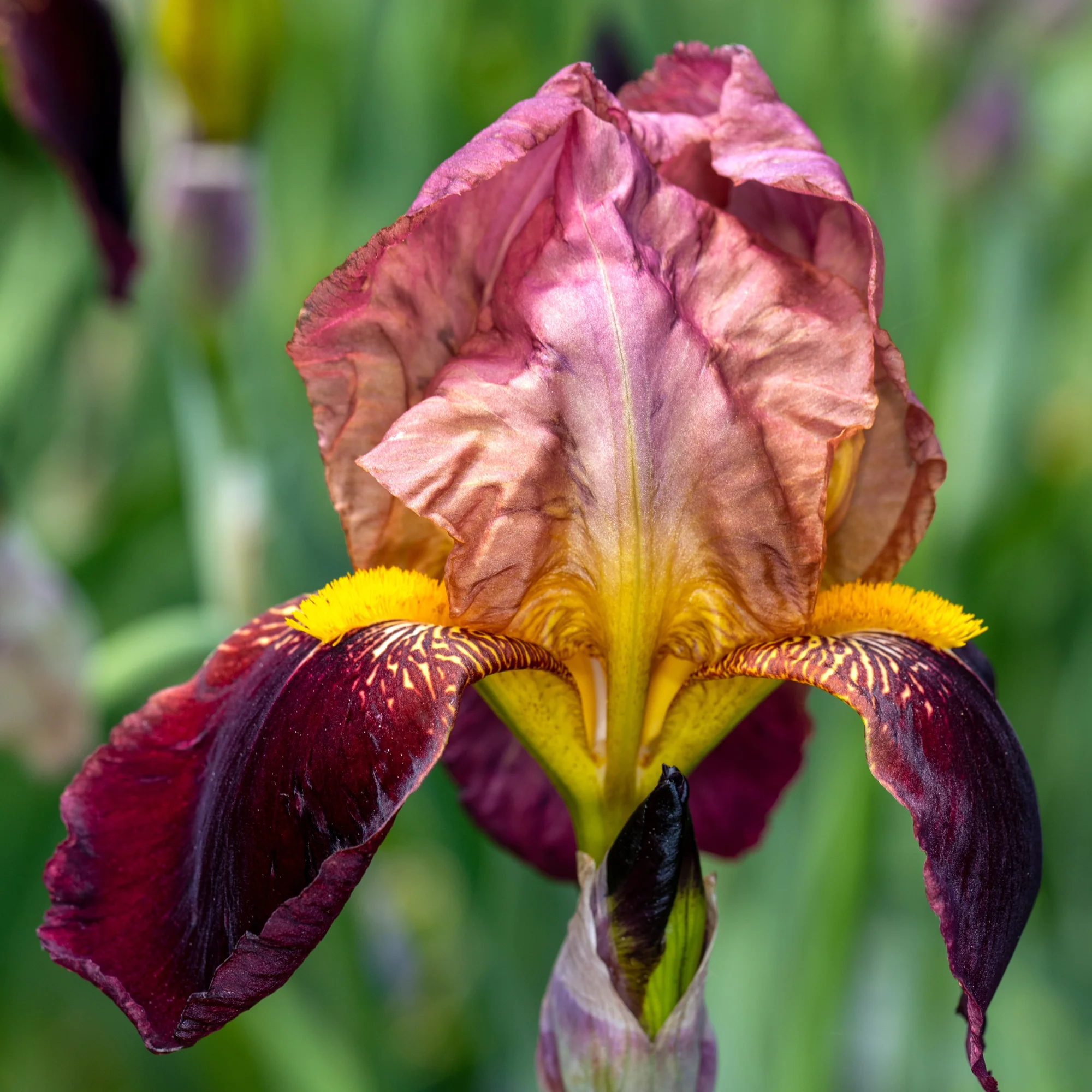 Bearded Iris 'Blatant' - Image 3