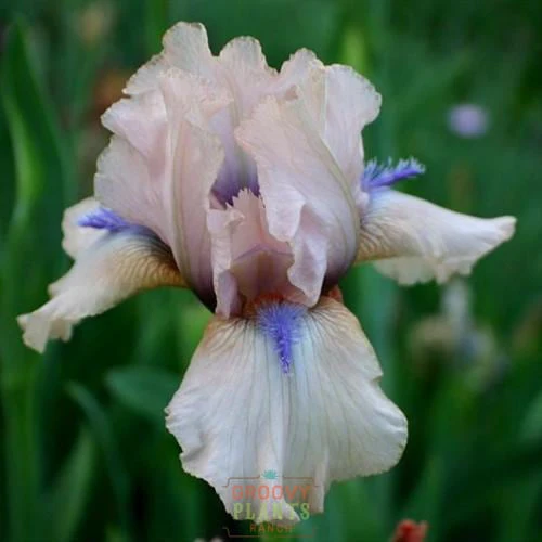 Bearded Iris 'Concertina' - Image 3