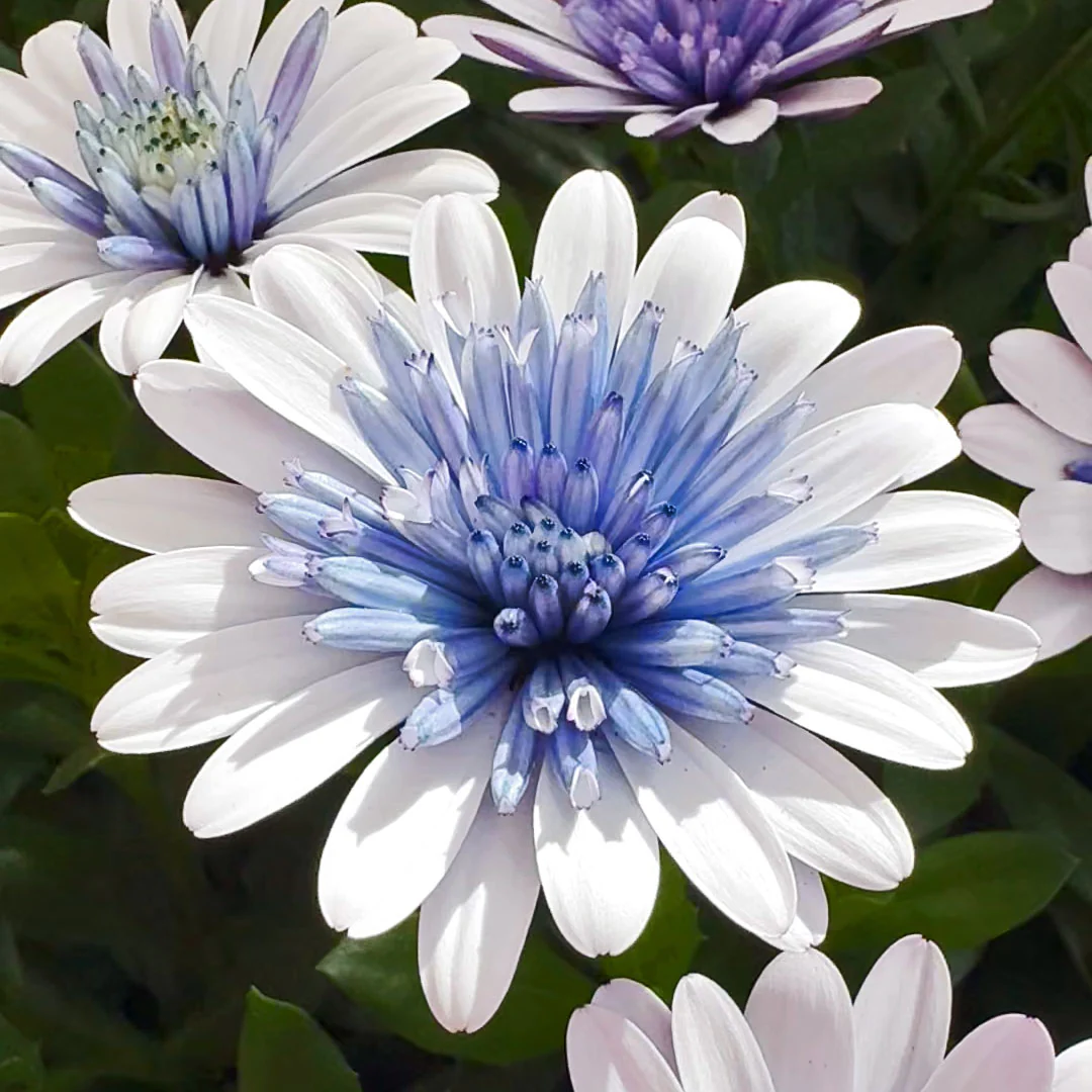'Blue Ice' Psychedelic Daisy ~ Kaleidoscope of 24 Hefty Plants for Preorder - Image 3