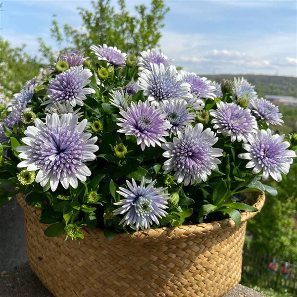 'Blue Ice' Psychedelic Daisy ~ Kaleidoscope of 24 Hefty Plants for Preorder - Image 4