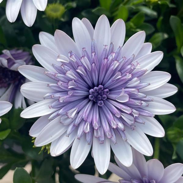 'Blue Ice' Psychedelic Daisy ~ Kaleidoscope of 24 Hefty Plants for Preorder - Image 5