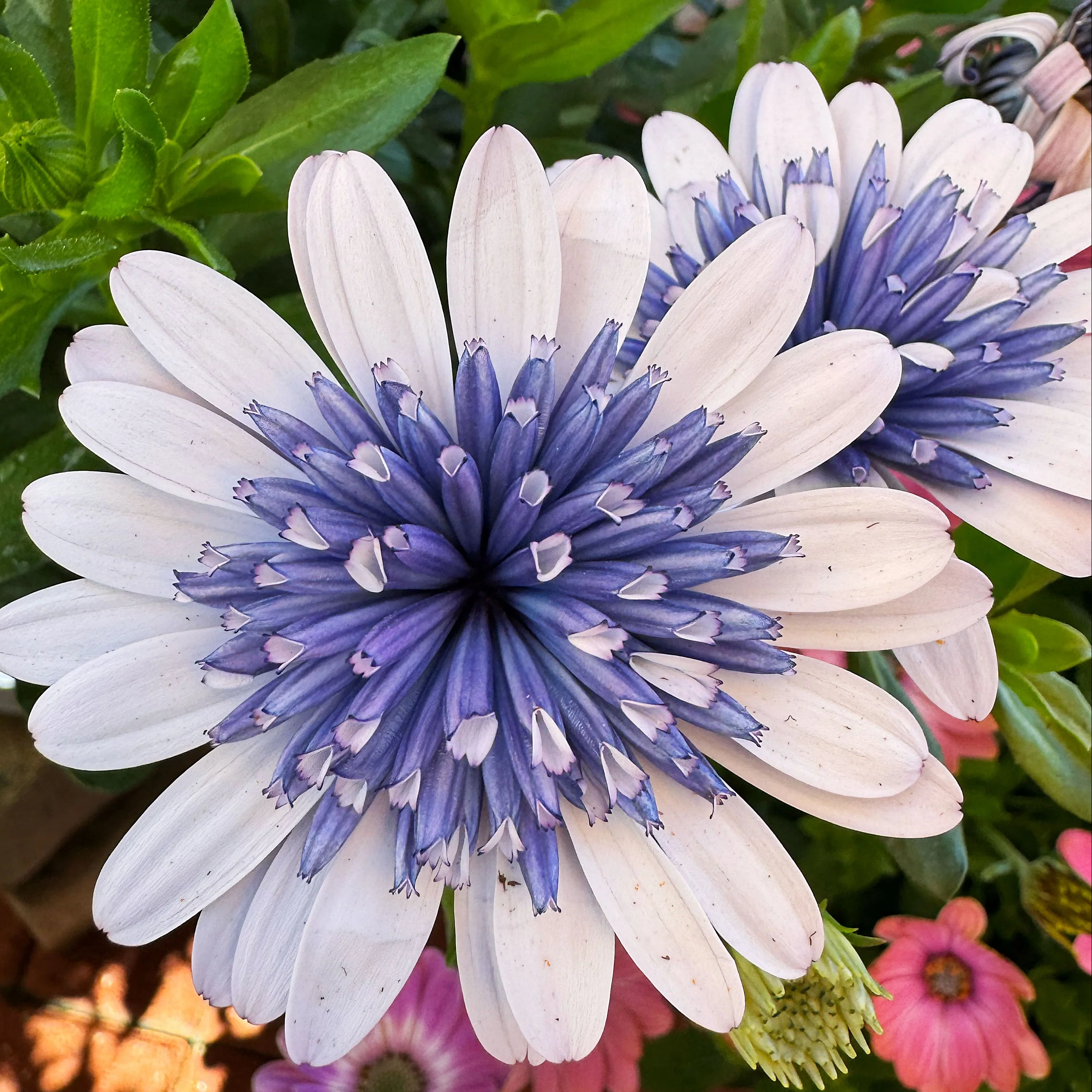 'Blue Ice' Psychedelic Daisy ~ Kaleidoscope of 24 Hefty Plants for Preorder - Image 6