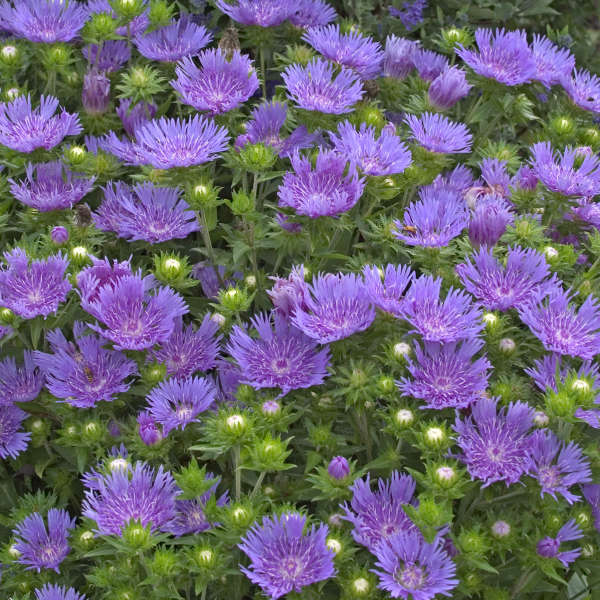 Stokesia 'Peachie's Pick' - Image 3