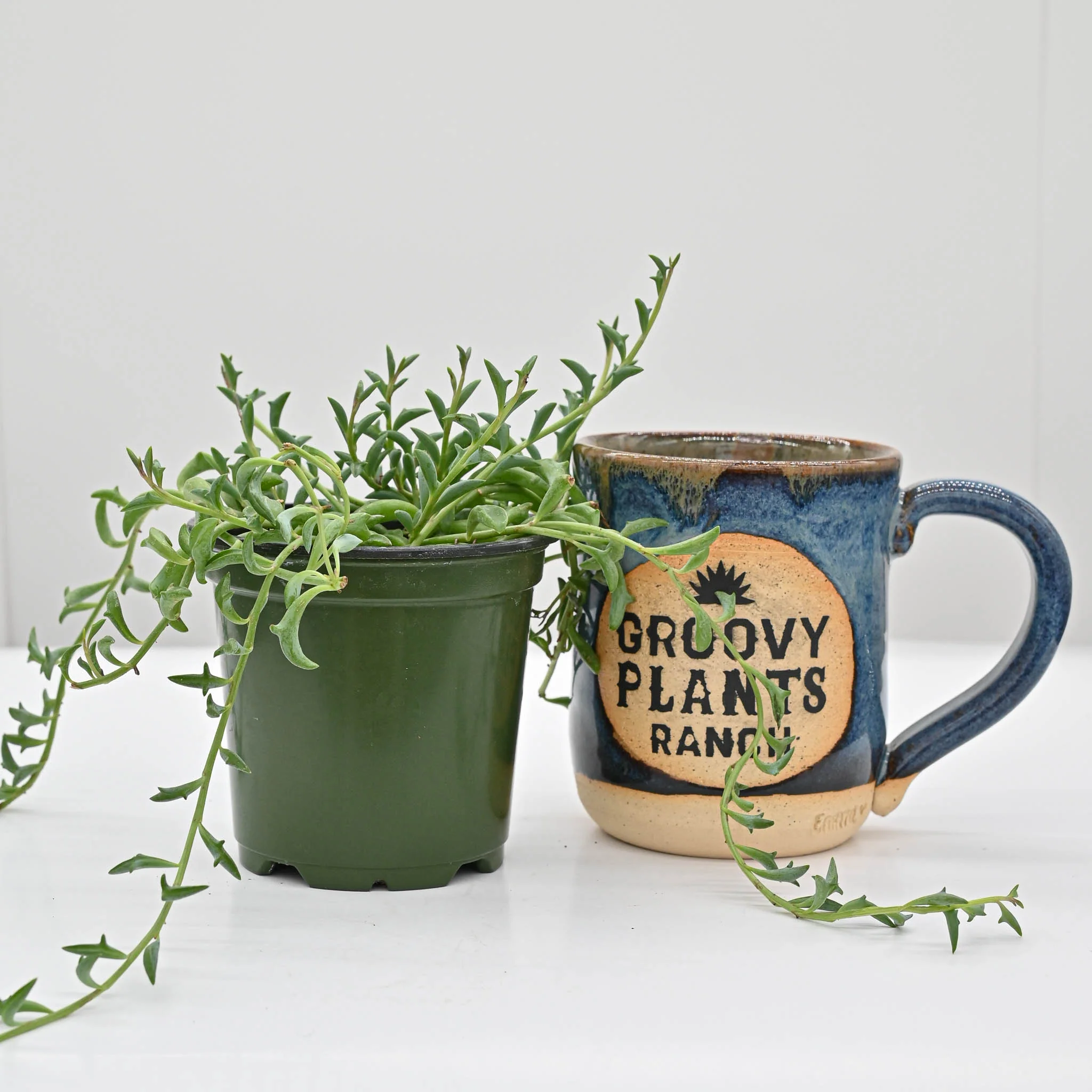 String of Dolphins |  Senecio peregrinus - Image 3