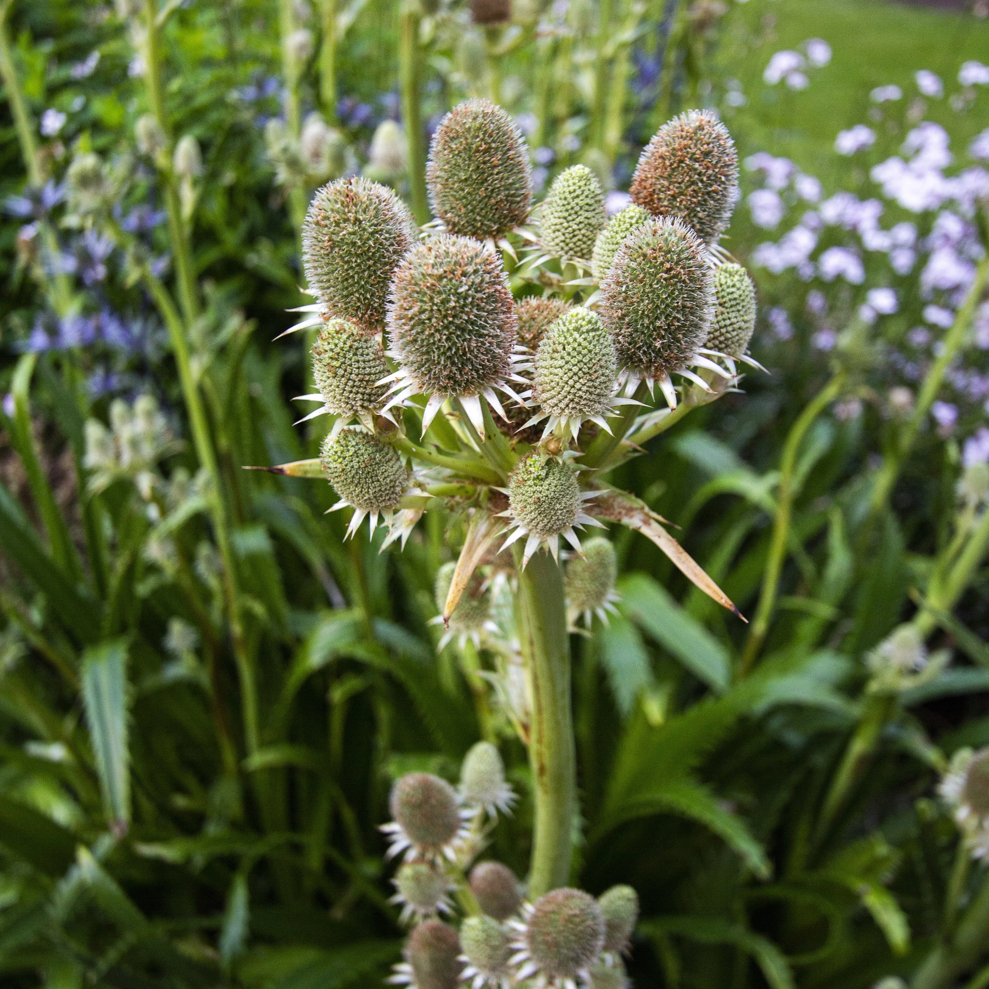Rattlesnake Master - Eryngium yuccifolium - Image 3
