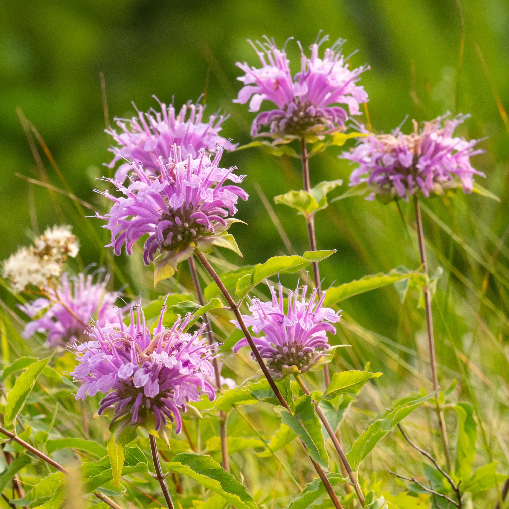 Bee Balm Wild Bergamot ~ Trio of 3 Hefty Plants for Preorder - Image 6