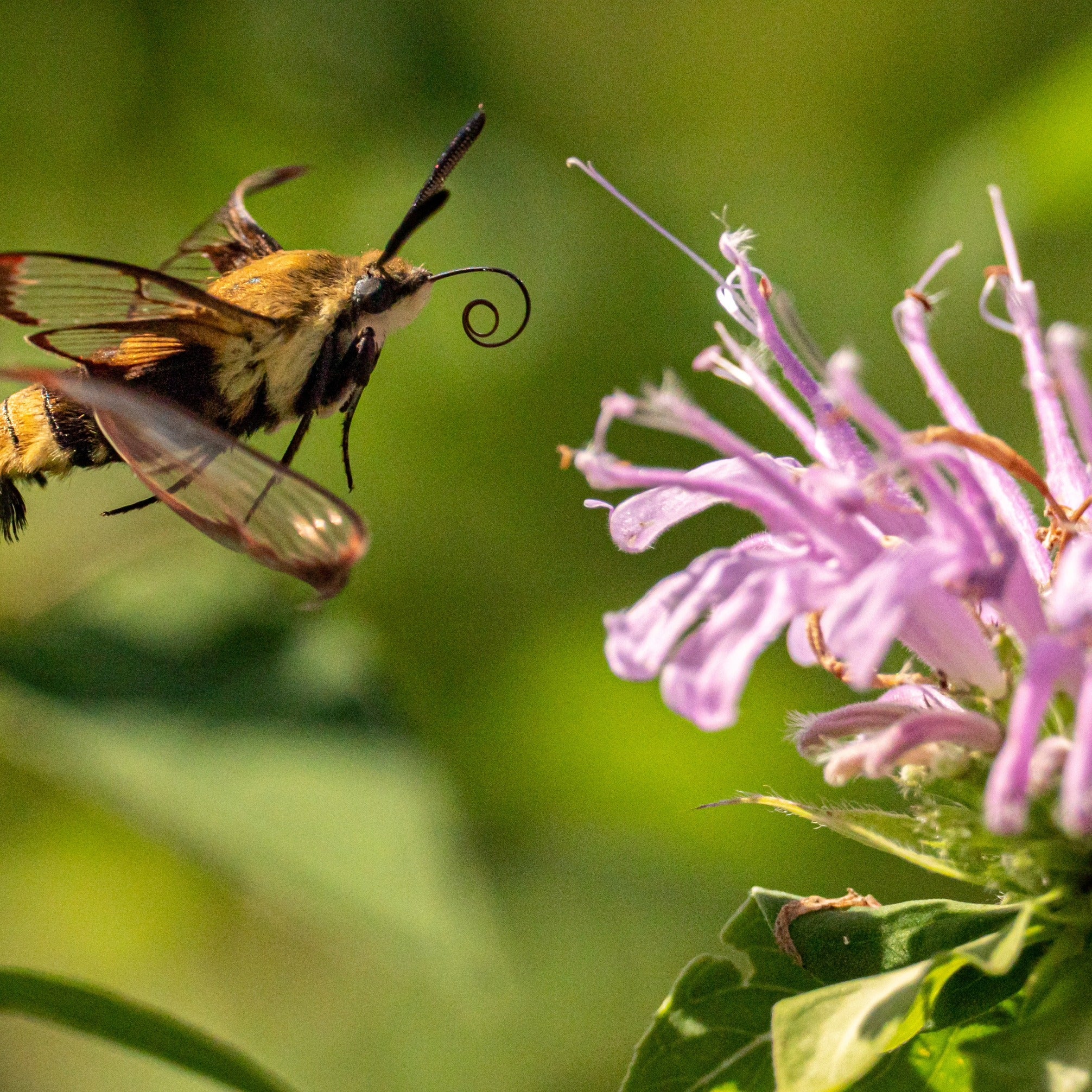 Bee Balm Wild Bergamot ~ Trio of 3 Hefty Plants for Preorder - Image 4