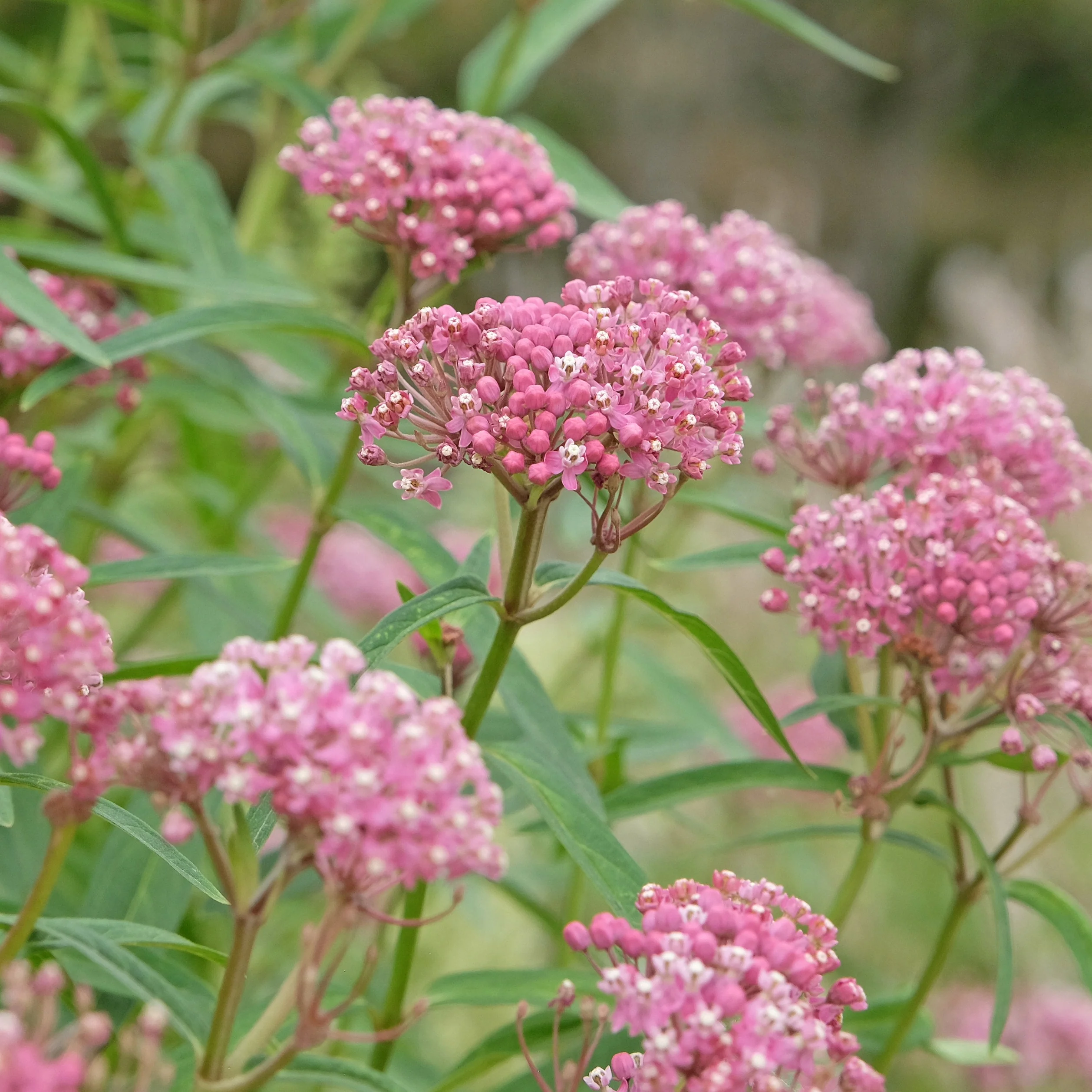 Swamp Milkweed - Image 4