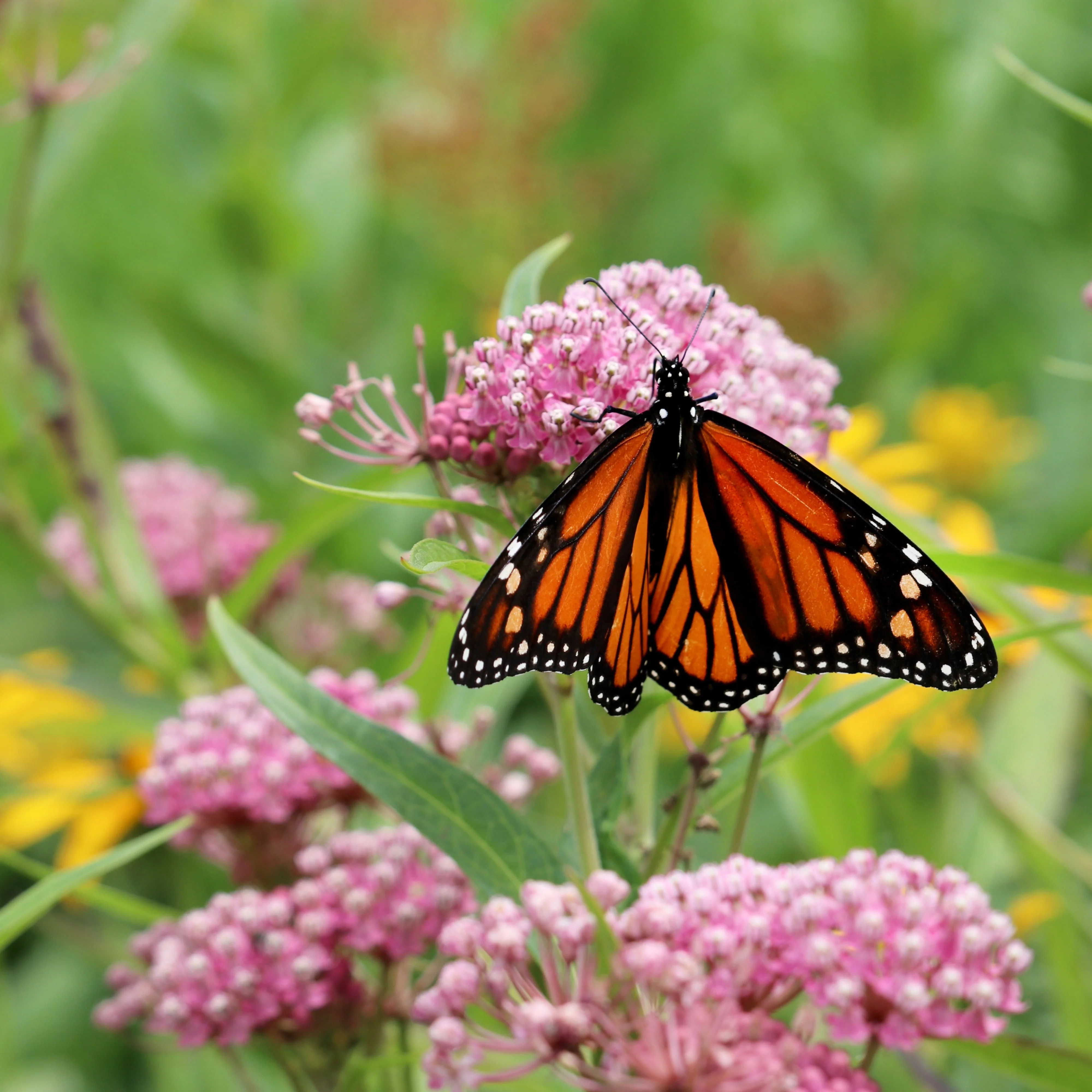 Swamp Milkweed - Image 3