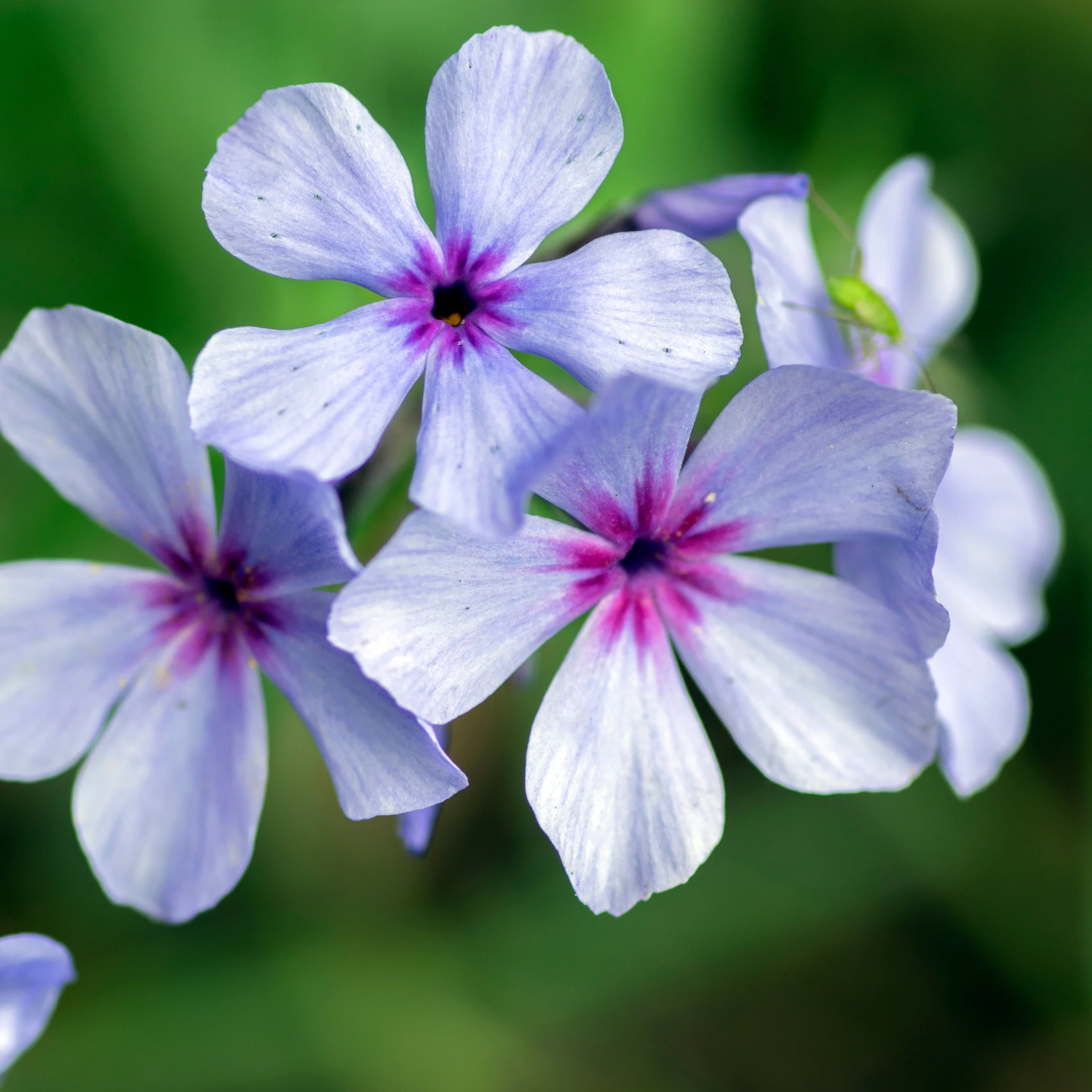 Woodland Phlox 'Chattahoochee' ~ Trio of 3 Hefty Plants for Preorder - Image 3