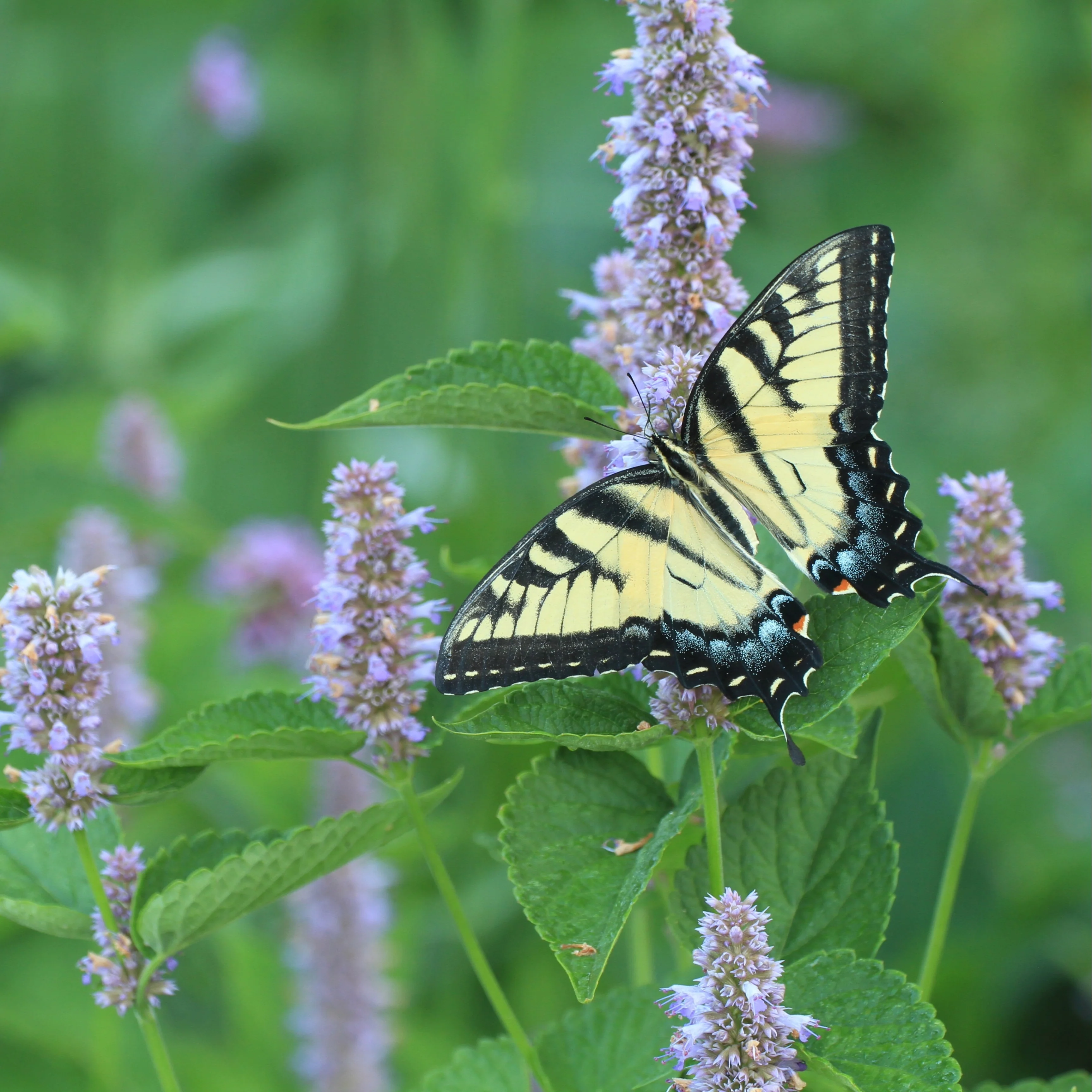 Hummingbird Mint (Agastache foeniculum) ~ Trio of 3 Hefty Plants for Preorder - Image 3