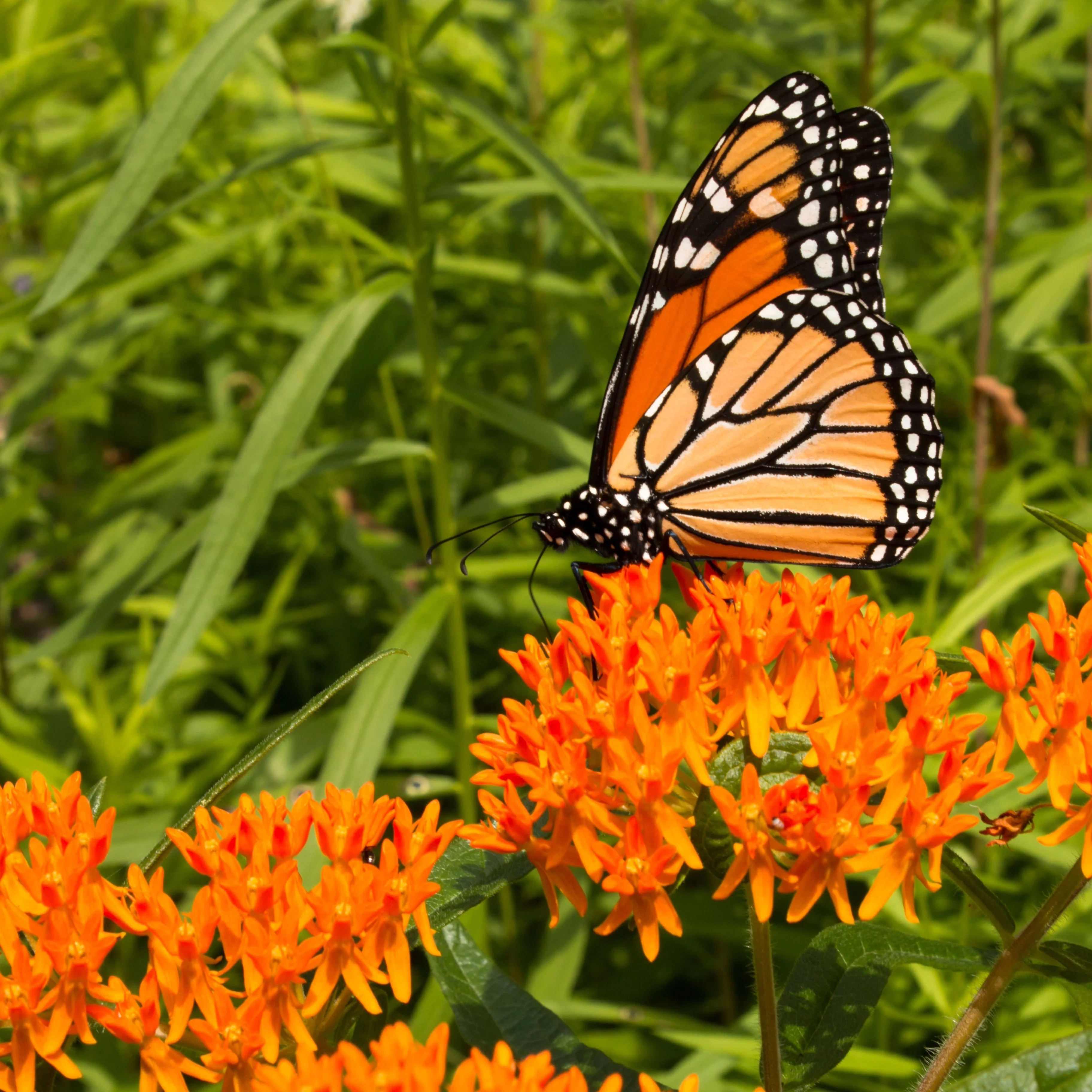 Butterfly Weed ~ Trio of 3 Hefty Plants for Preorder - Image 3