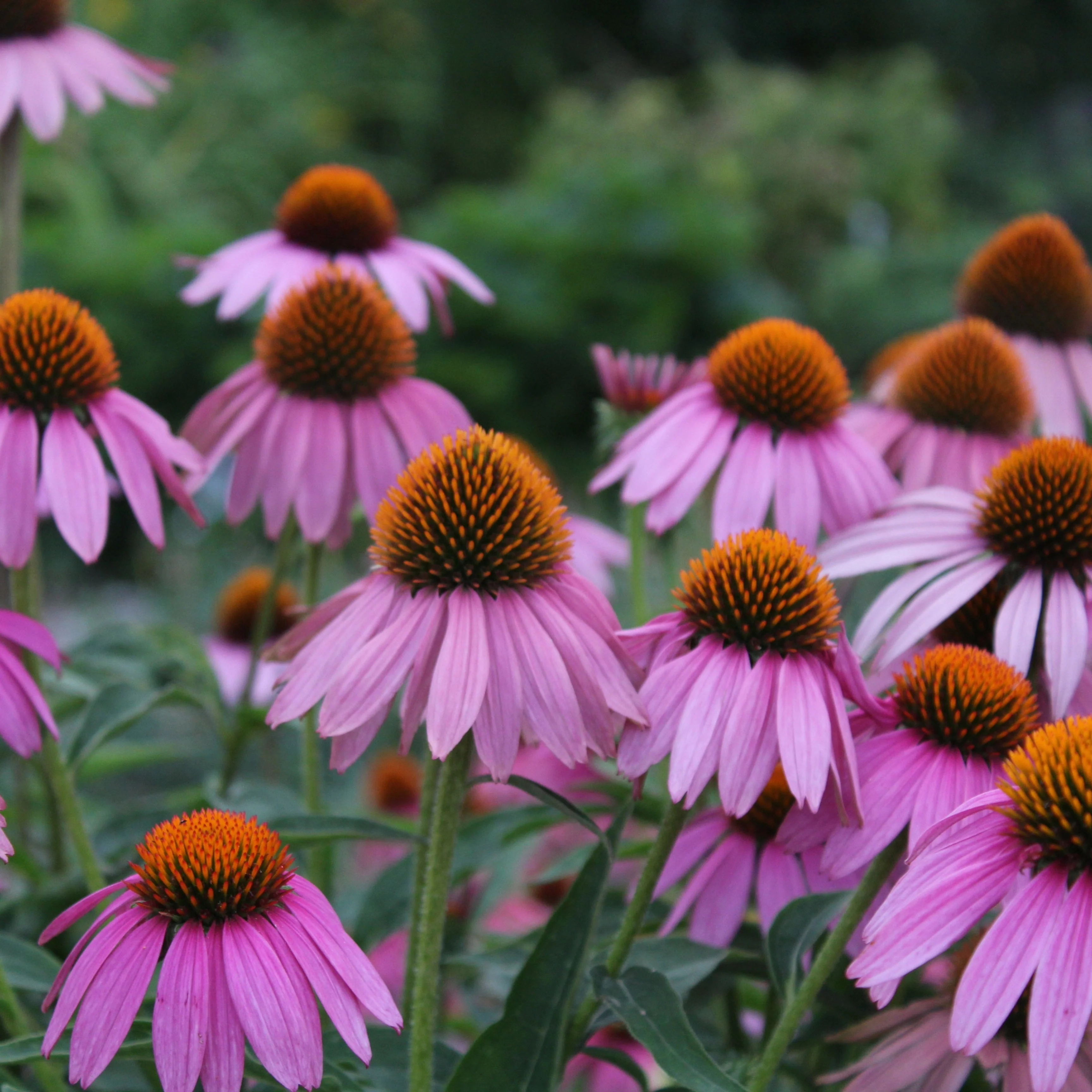 Echinacea purpurea ~ Trio of 3 Hefty Plants for Preorder - Image 3