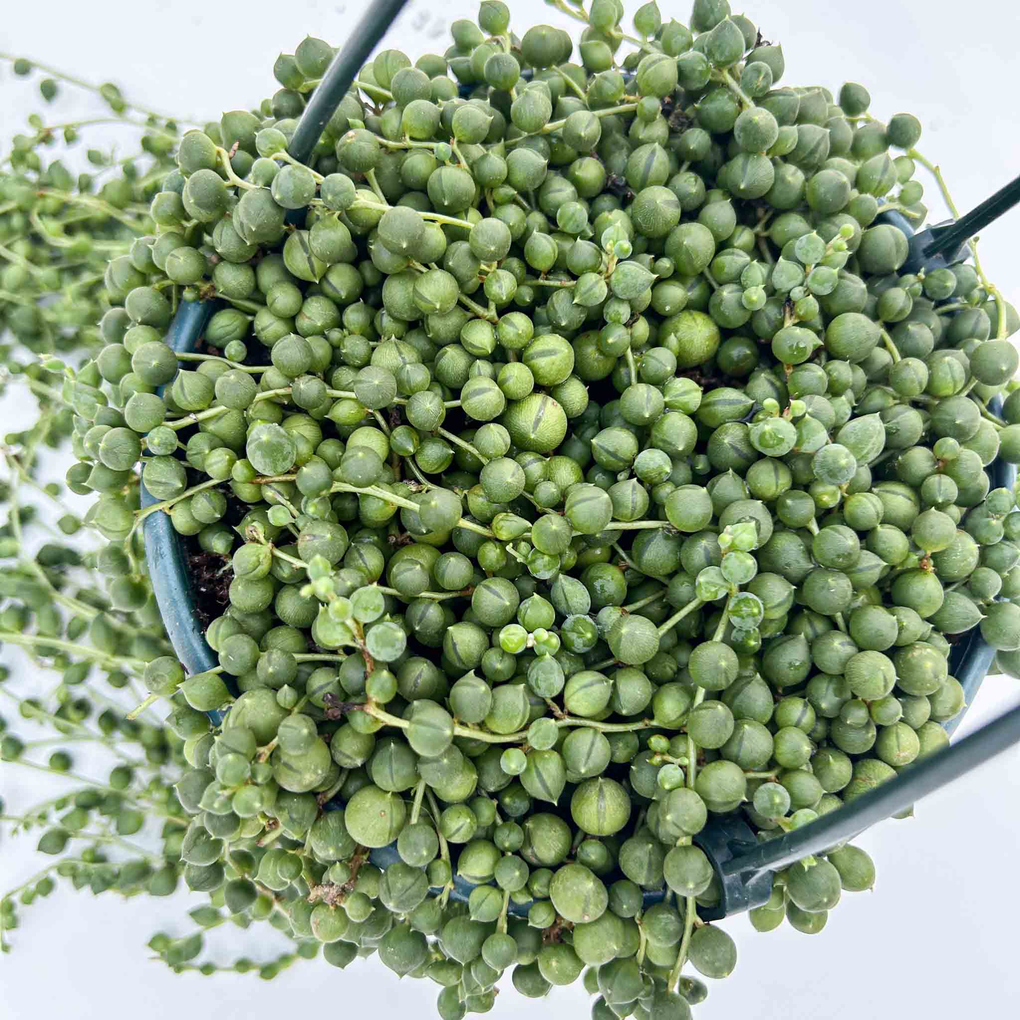 String of pearls Hanging Basket | Senecio rowleyanus - Image 4