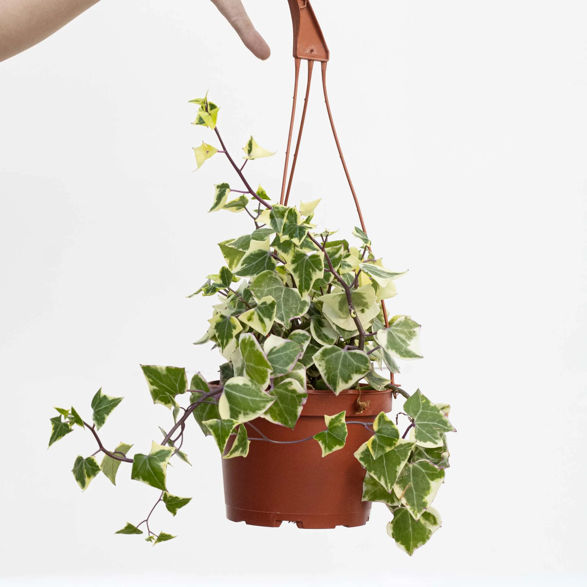 Variegated Wax Ivy | Senecio macroglossus variegata - Image 3