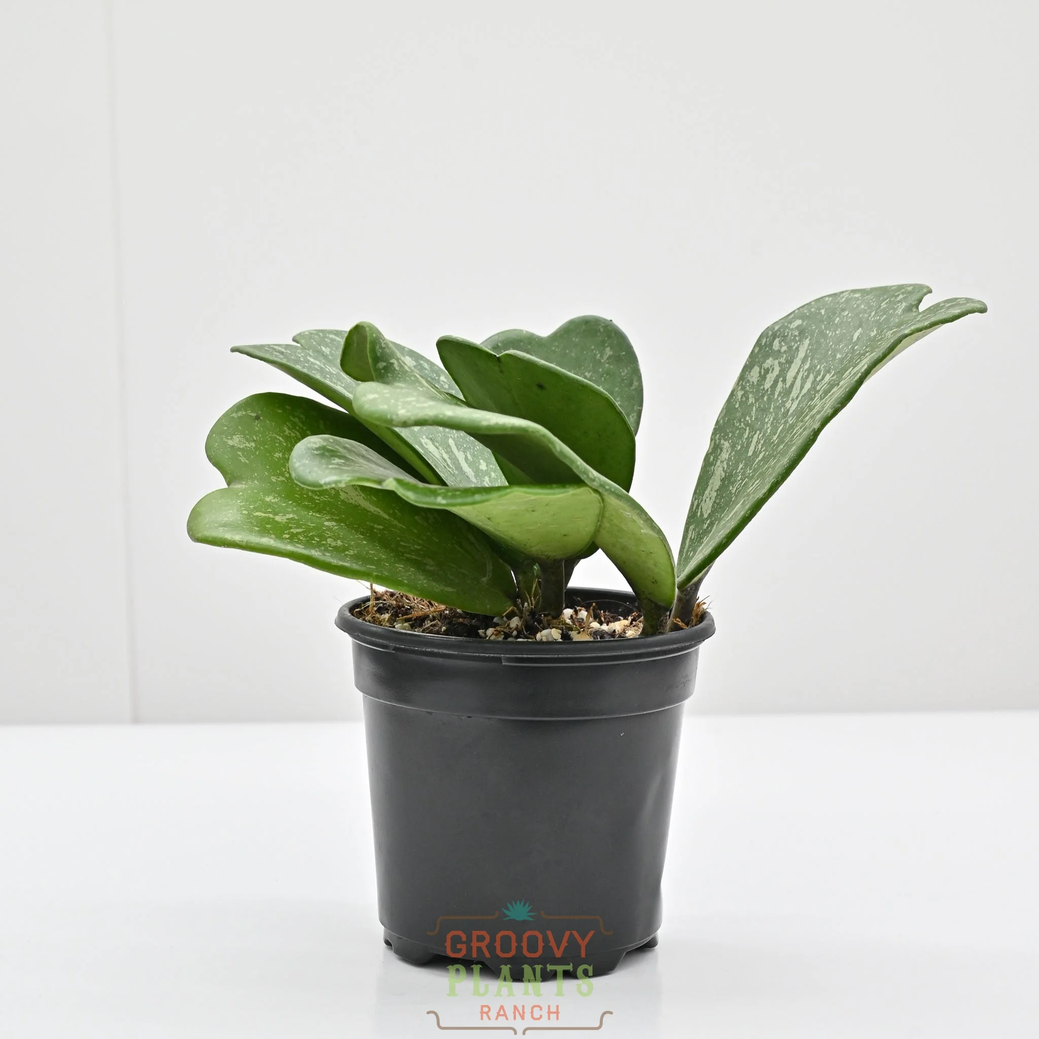 Hoya Kerrii 'Splash' | Sweetheart Hoya - Image 3